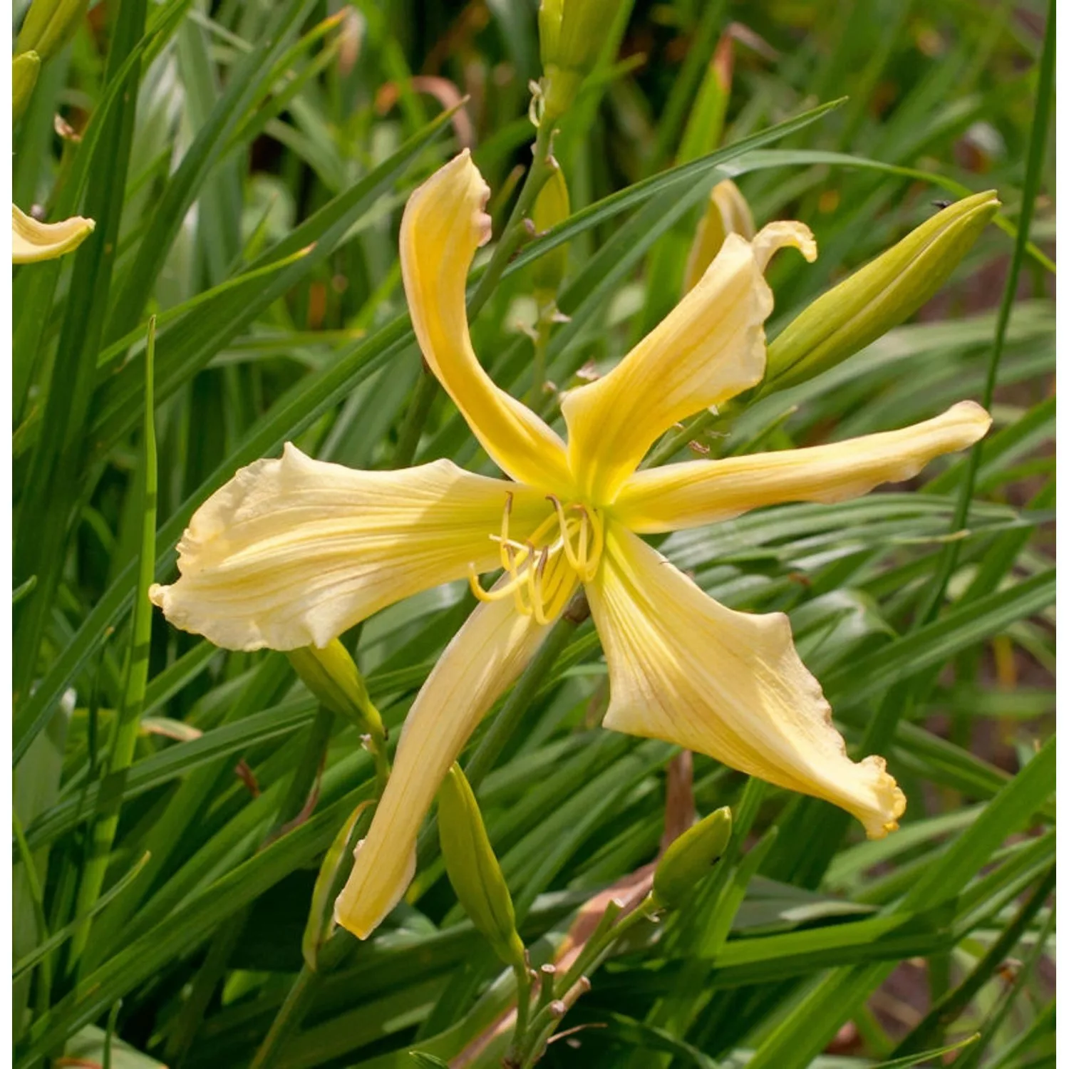 Taglilie Paul Weber - Hemerocallis günstig online kaufen