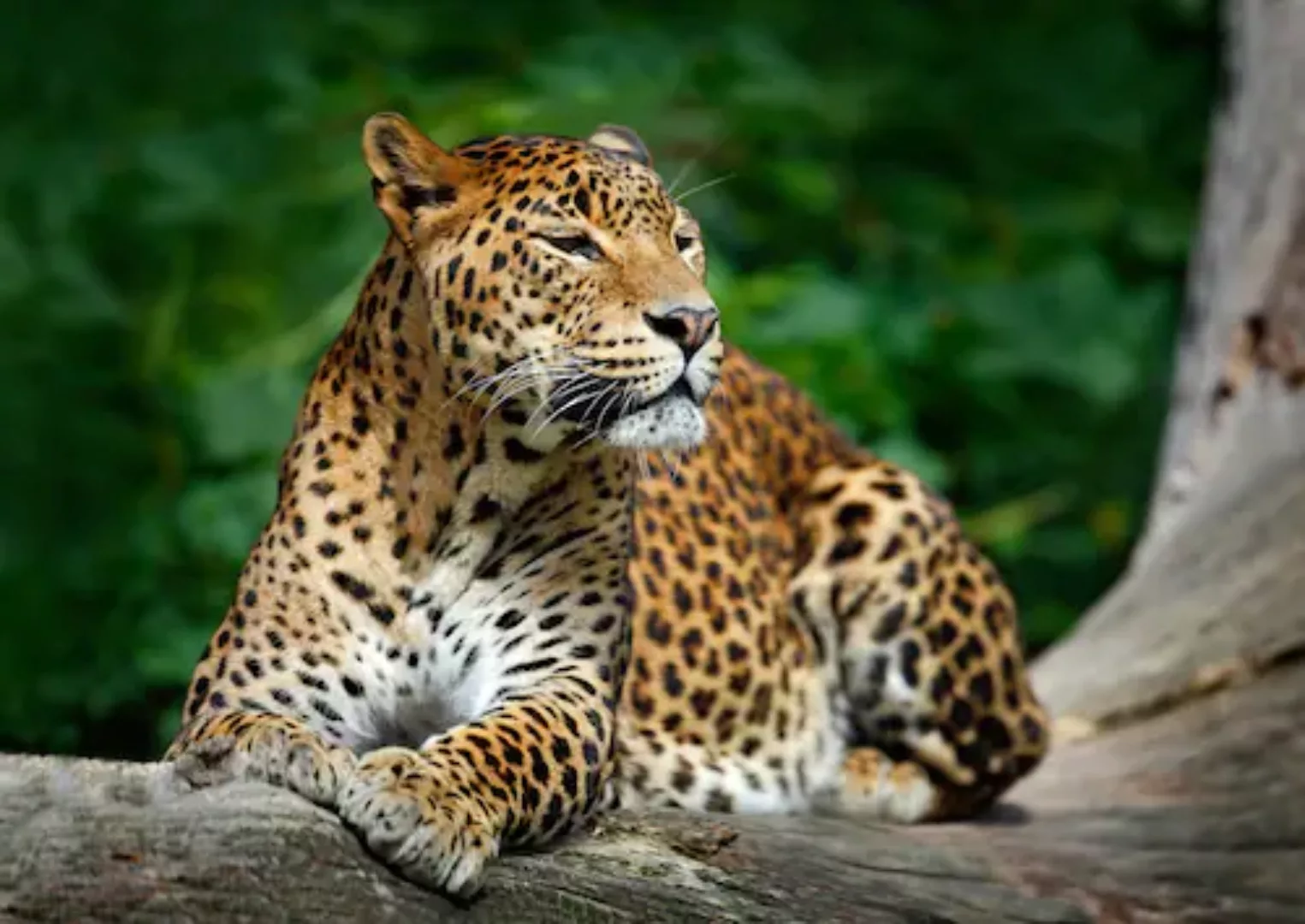 Papermoon Fototapete »Leopard« günstig online kaufen