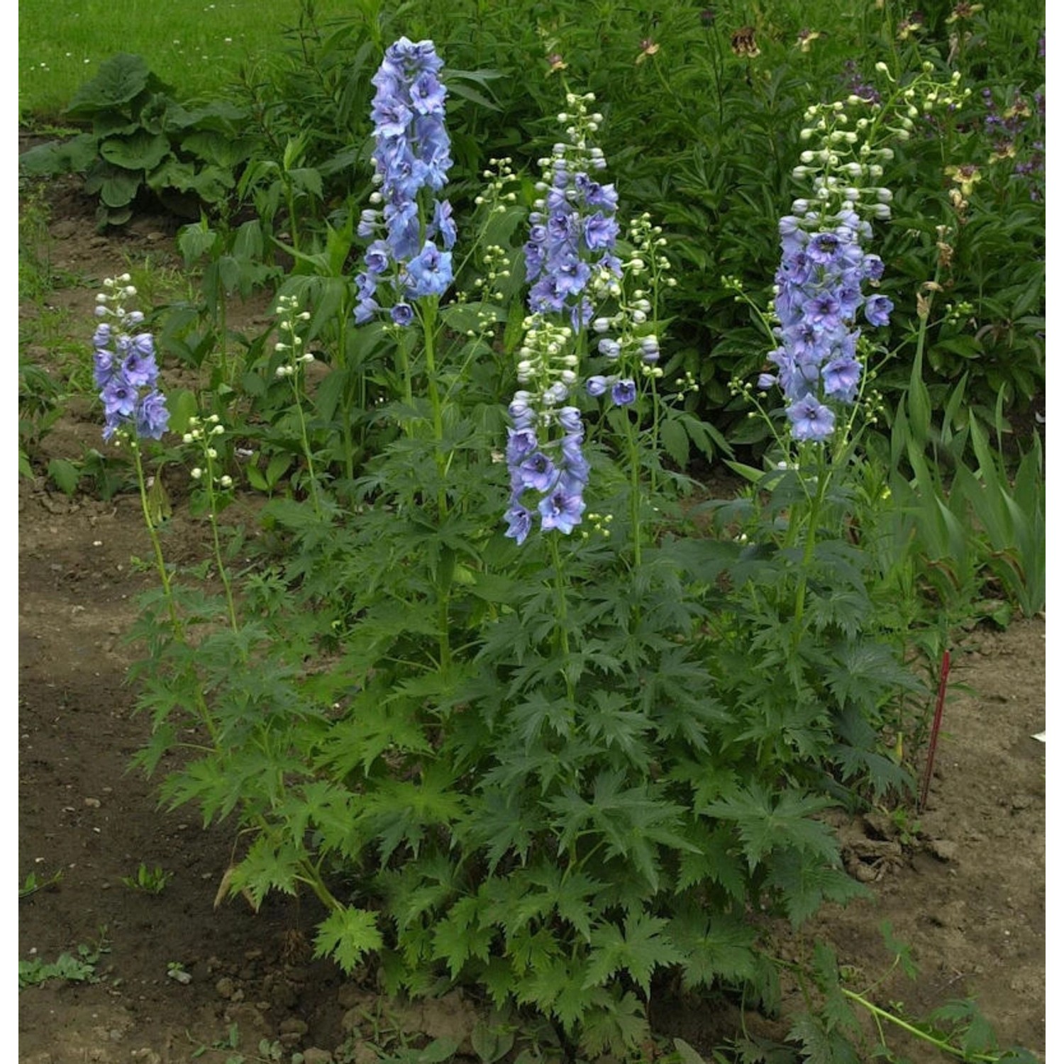 Rittersporn Azurriese - Delphinium belladonna günstig online kaufen