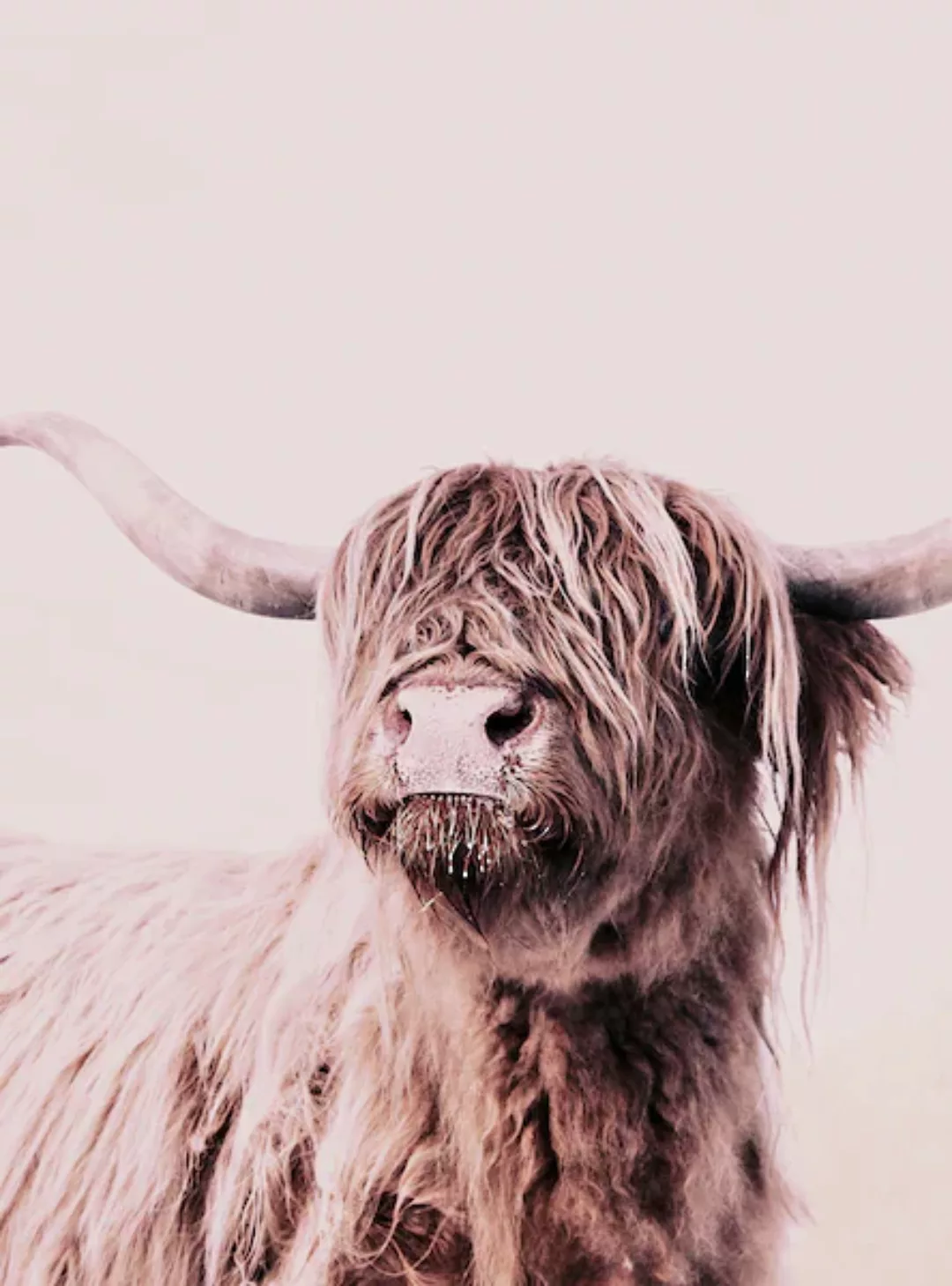 living walls Fototapete »ARTist Highland Cattle«, Vlies, Wand, Schräge günstig online kaufen