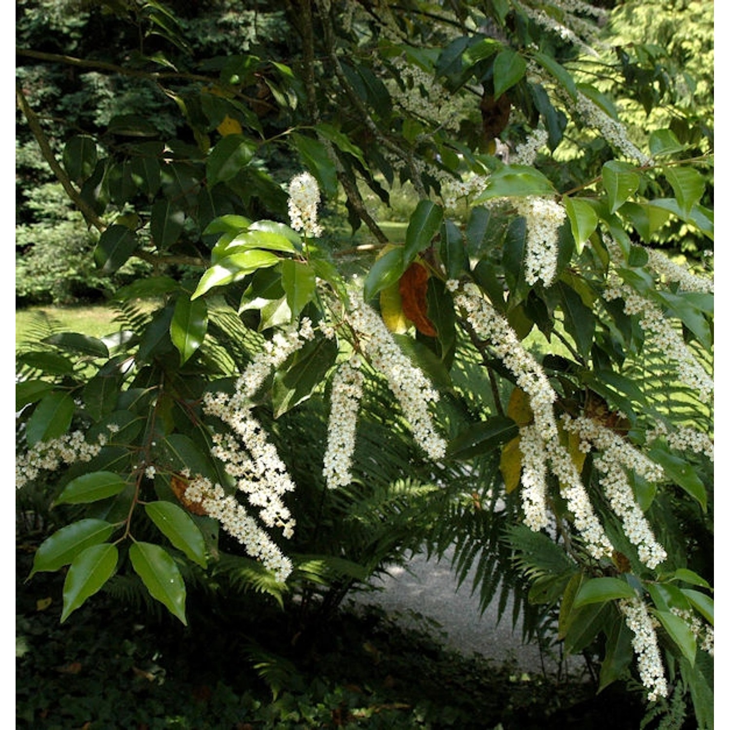 Hochstamm Portugiesischer Kirschlorbeer Myrtifolia 80-100cm - Prunus lusita günstig online kaufen