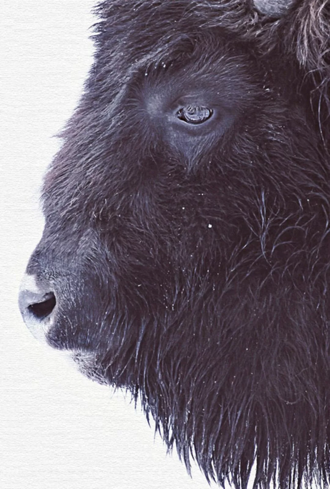 A.S. Création Leinwandbild "Black Buffalo - Wandbild Schwarz Weiß Keilrahme günstig online kaufen