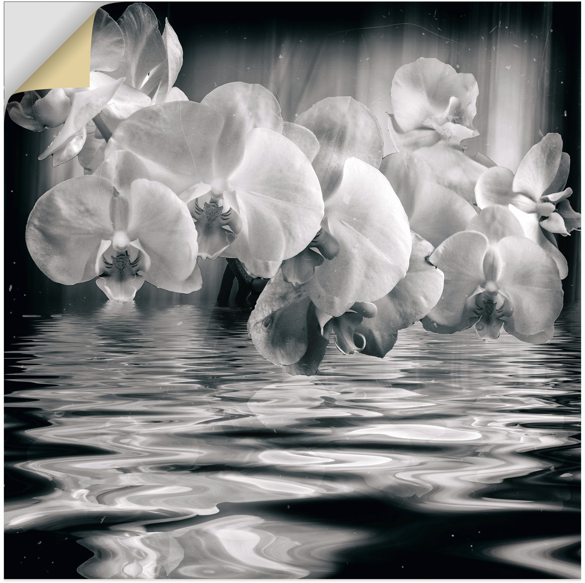 Artland Wandbild "Orchideen - monochrom", Spa Bilder, (1 St.), als Leinwand günstig online kaufen