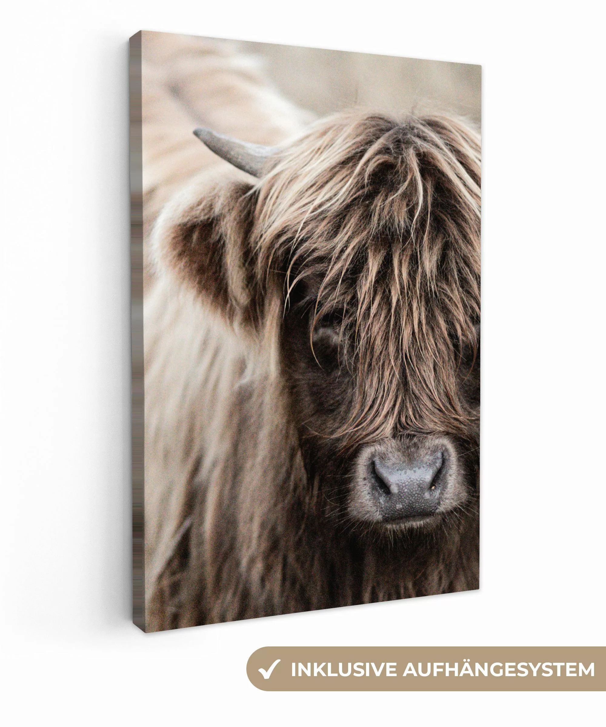 OneMillionCanvasses® Leinwandbild Schottischer Highlander - Tiere günstig online kaufen
