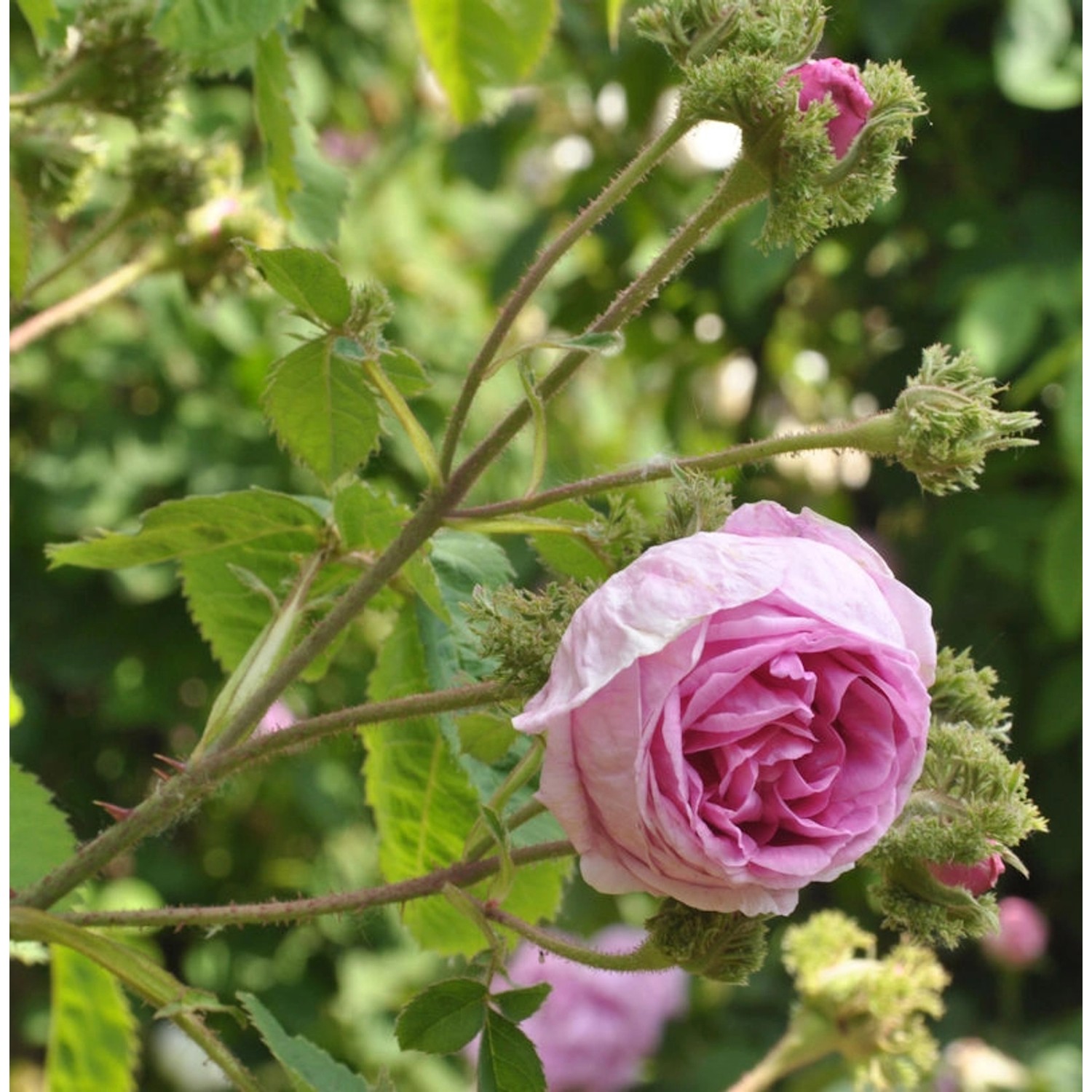 Historische Rose Chapeau de Napoleon 30-60cm günstig online kaufen