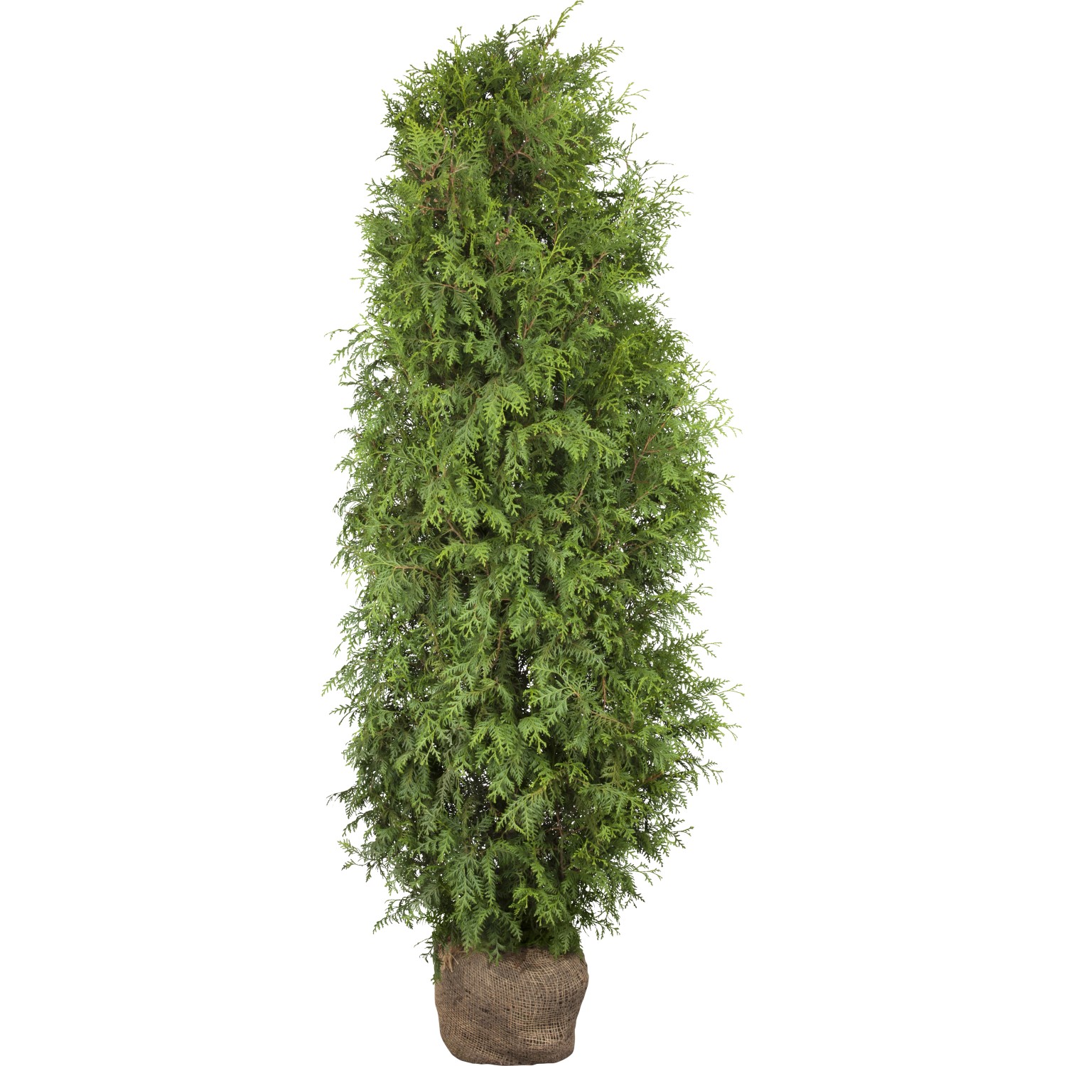 Lebensbaum Brabant Set a 100 Stück Höhe ca. 80 - 100 cm Ballenware Thuja günstig online kaufen