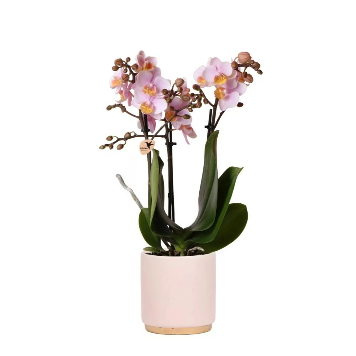 Kolibri Orchids Rosa Phalaenopsis Orchidee Andorra & Goldfuß Ziertopf Rosa günstig online kaufen