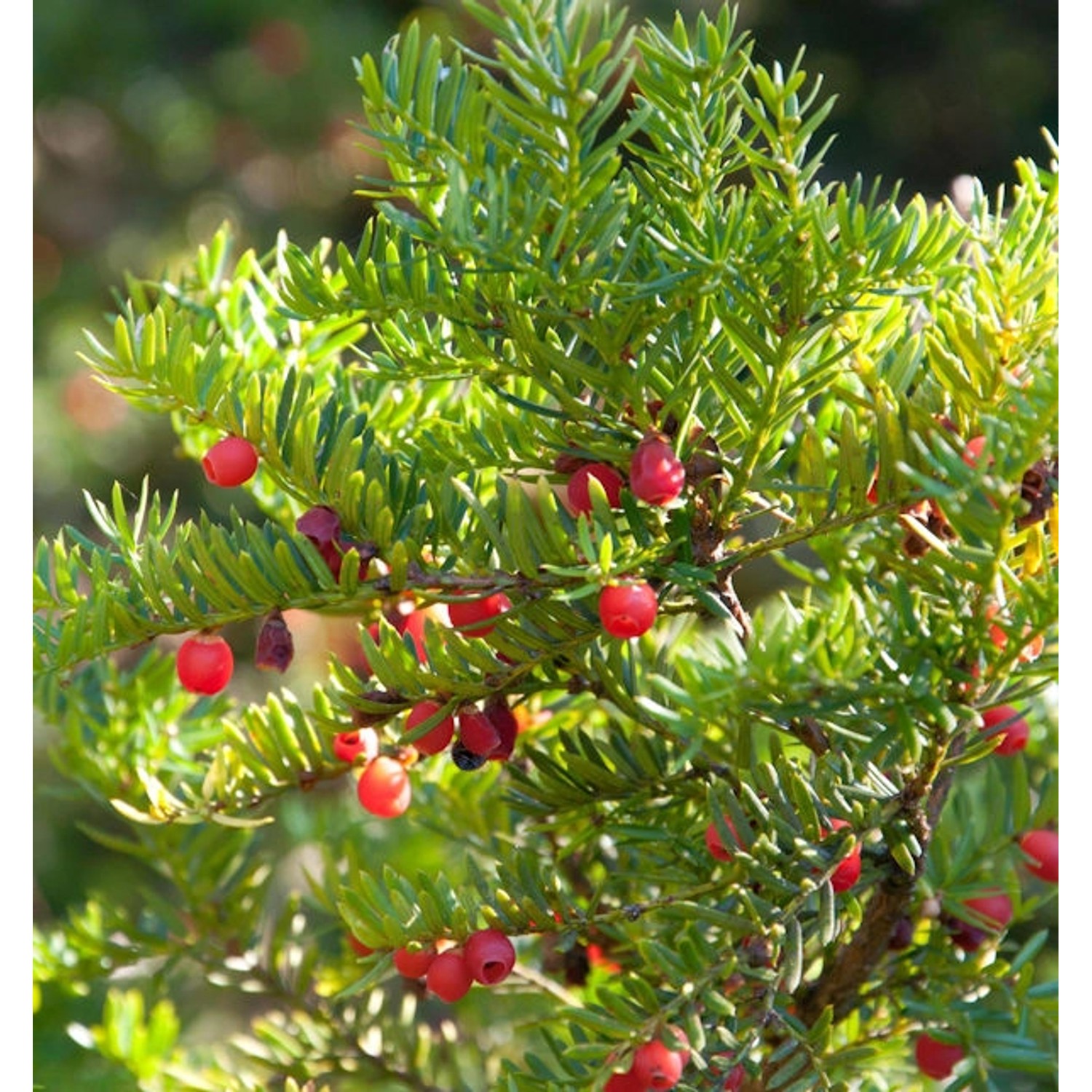 Japanische Zwergeibe 25-30cm - Taxus cuspidata Nana günstig online kaufen