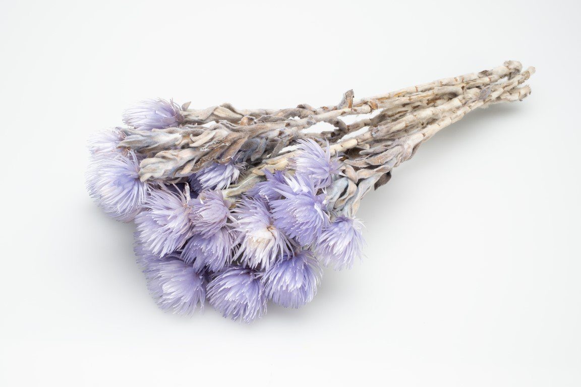 Trockenblume Cape Flower Lila im Bund günstig online kaufen
