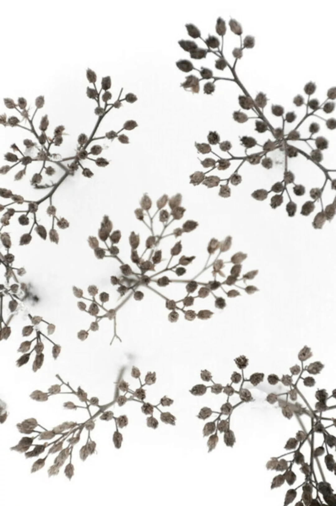 Poster / Leinwandbild - Dried Flowers In Winter White Snow günstig online kaufen