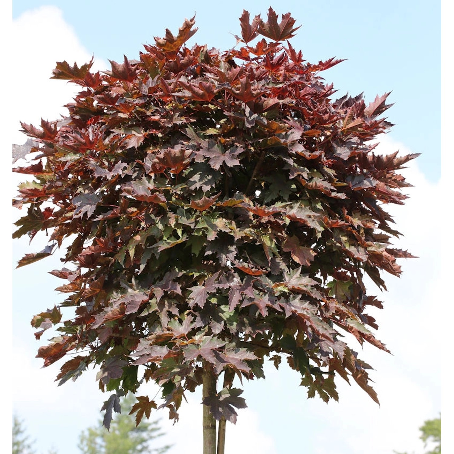 Hochstamm Säulen Blut Ahorn 80-100cm - Acer platanoides günstig online kaufen