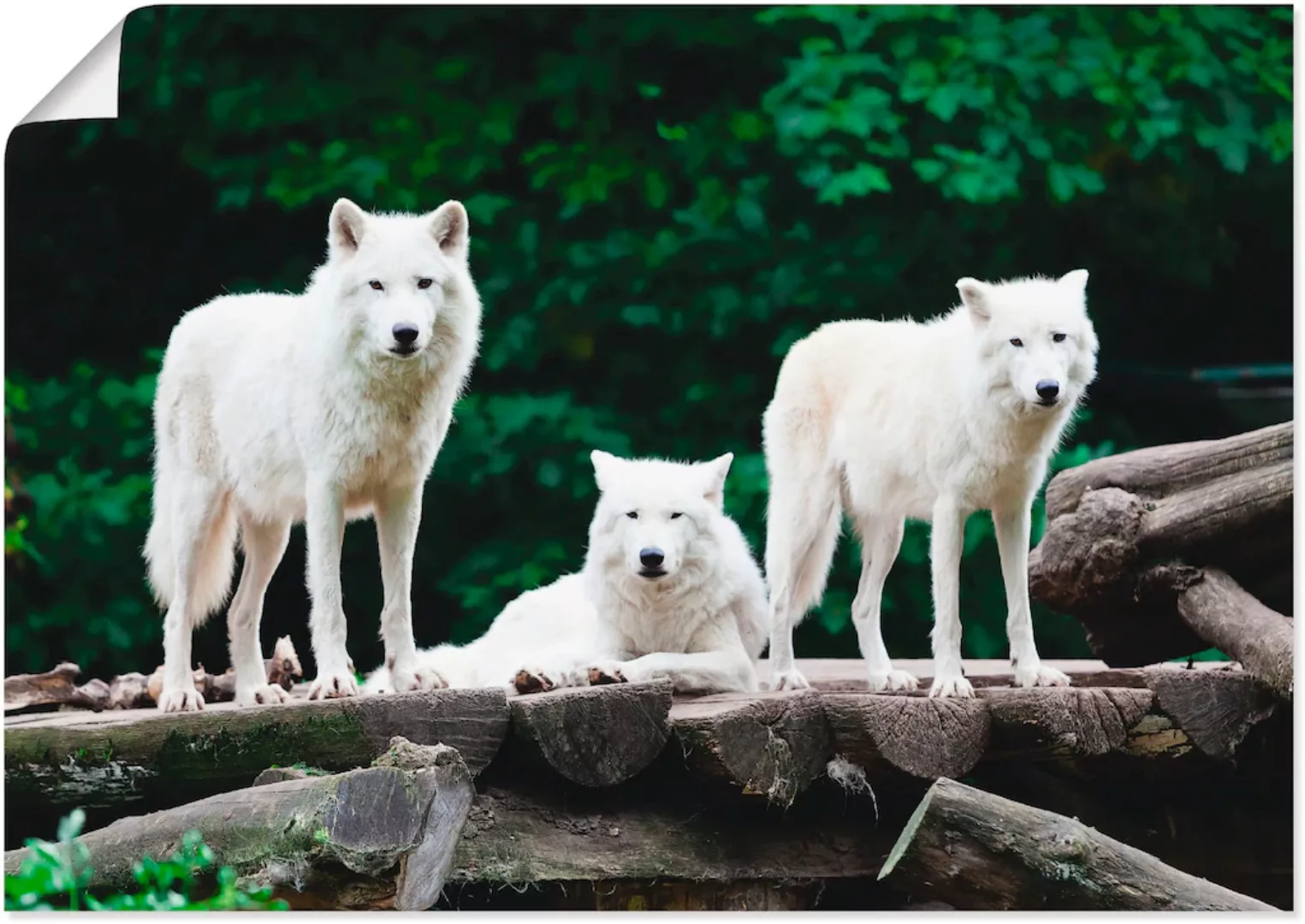 Artland Wandbild "Arktische Wölfe", Wildtiere, (1 St.), als Leinwandbild, P günstig online kaufen