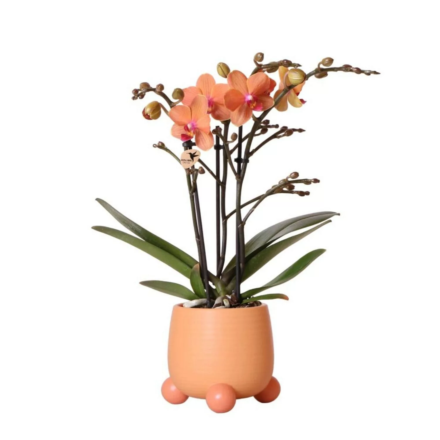 Kolibri Orchids Orange Phalaenopsis Orchidee Mineral Bolzano & Rolling Peac günstig online kaufen