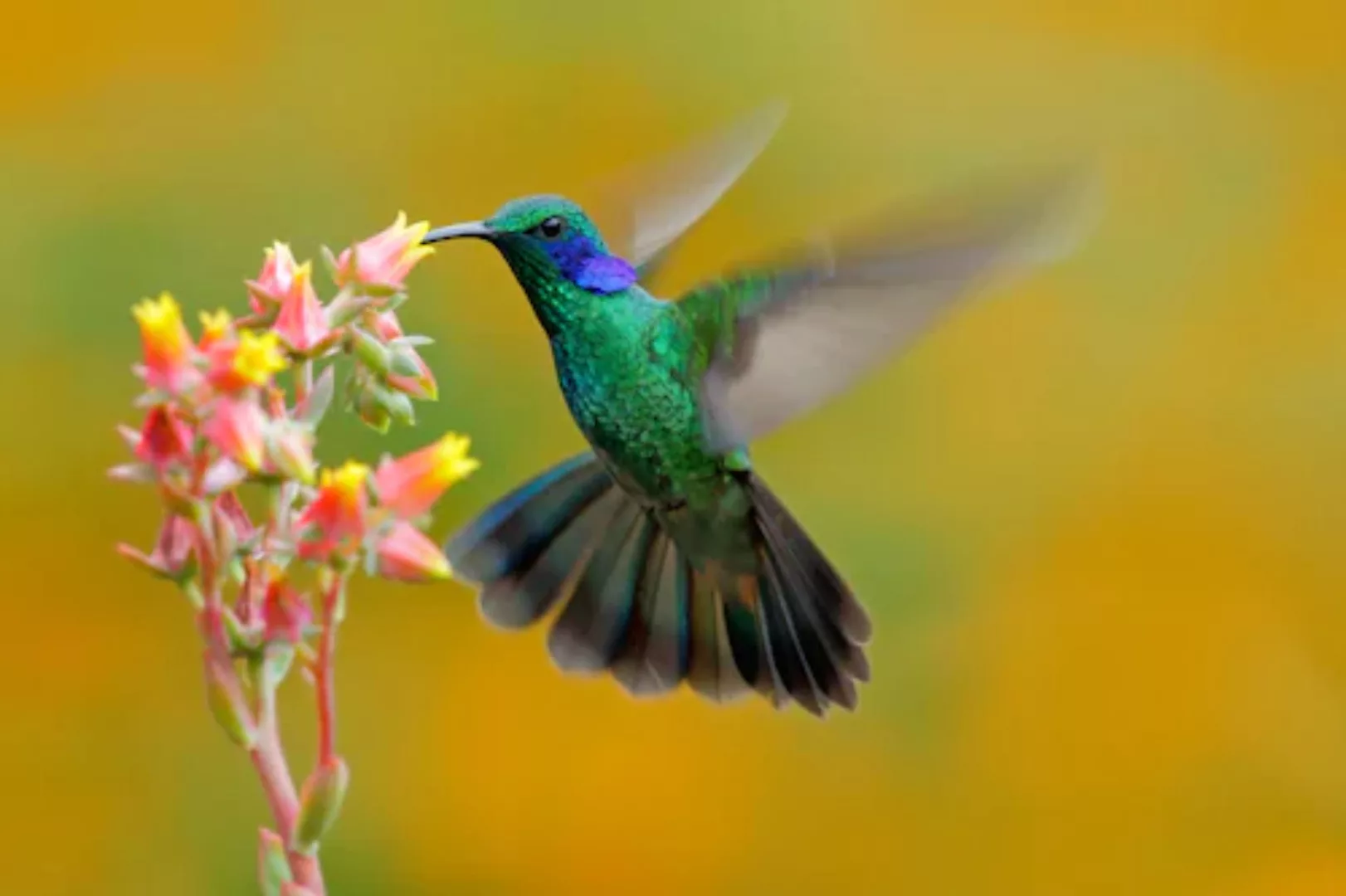 Papermoon Fototapete »Hummingbird Colibri Thalassinus« günstig online kaufen