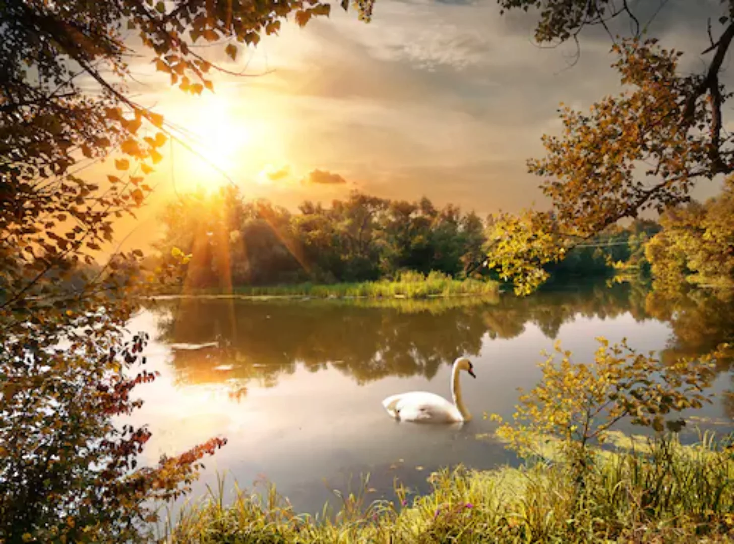 Papermoon Fototapete »Schwan am Teich« günstig online kaufen