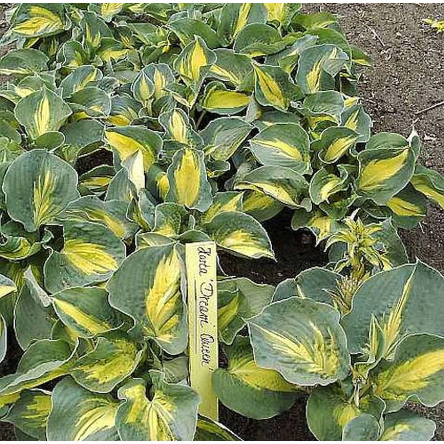 Funkie Dream Queen - Hosta Hybrid günstig online kaufen