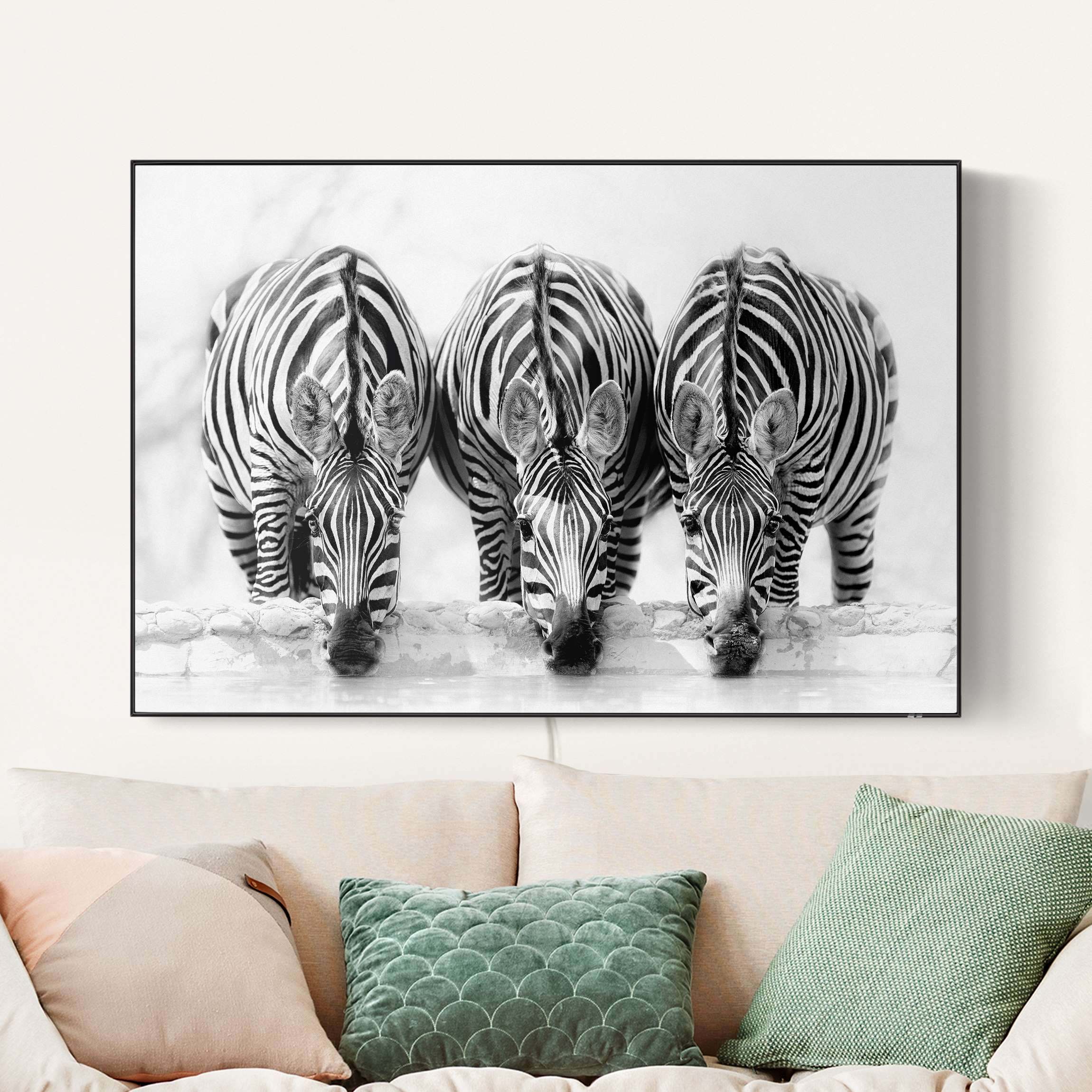 LED-Wechselbild Zebra Trio schwarz-weiß günstig online kaufen