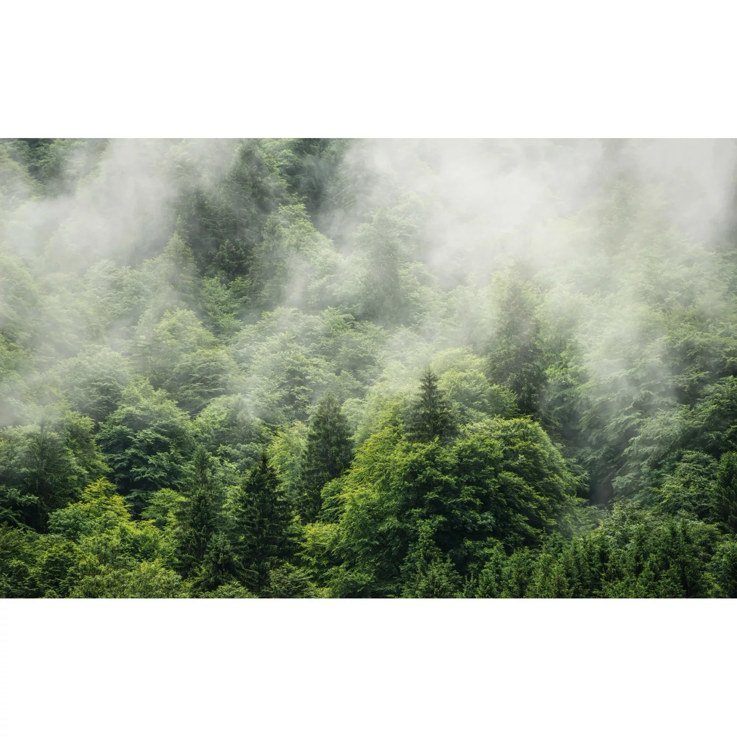 Sanders & Sanders Fototapete Wald Grün 400 x 250 cm 612386 günstig online kaufen