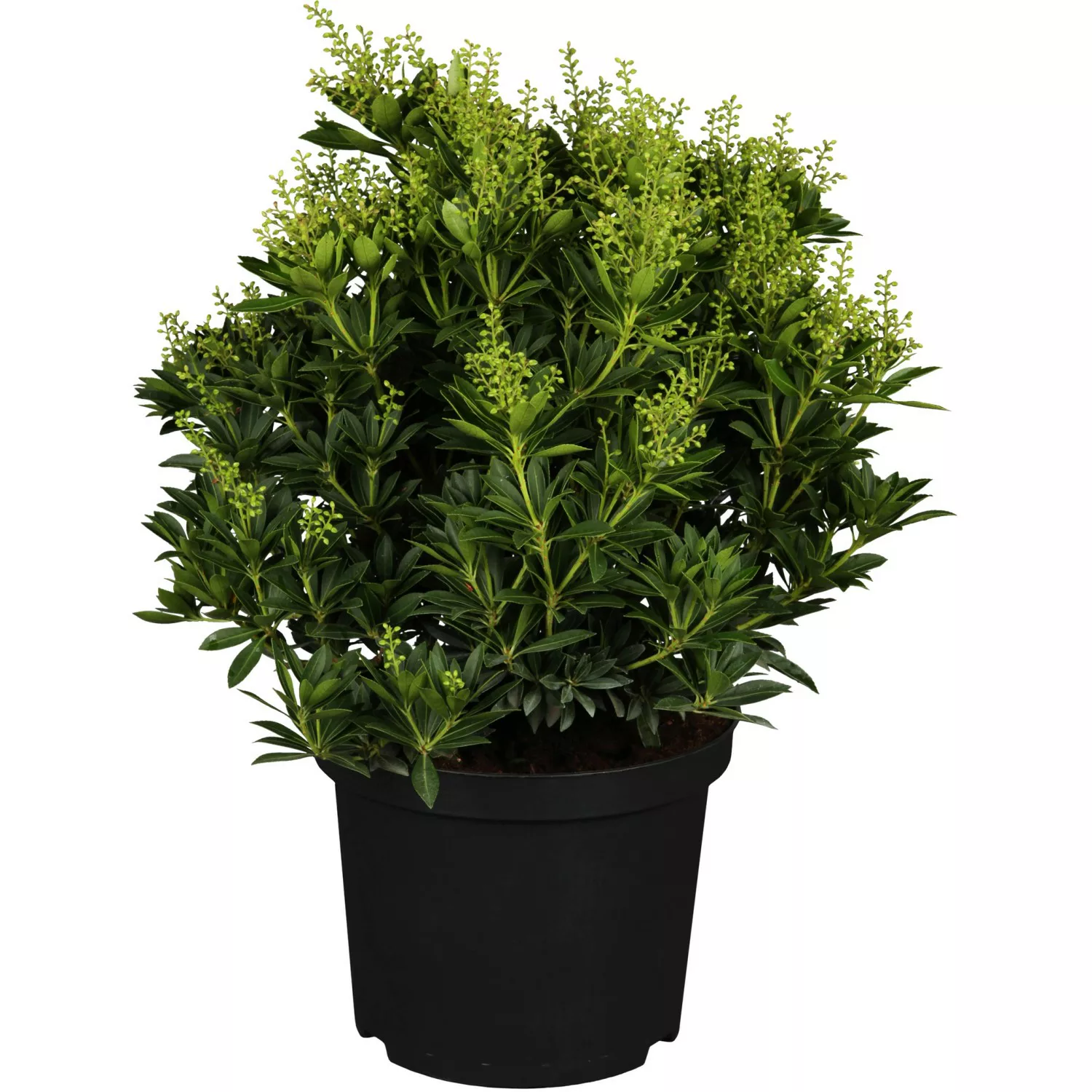 OBI Schattenglöckchen Cupido Weiß Höhe ca. 30 - 40 cm Topf ca. 5 l Pieris günstig online kaufen