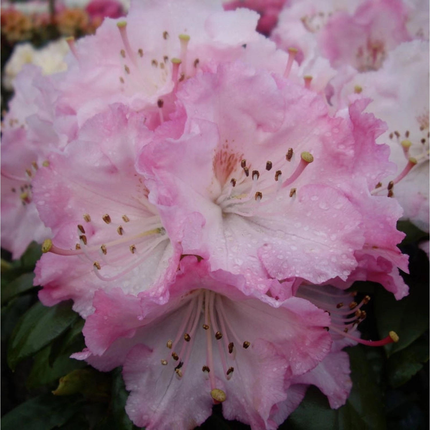 INKARHO - Rhododendron Masai Mara 25-30cm - Rhododendron bureavii günstig online kaufen