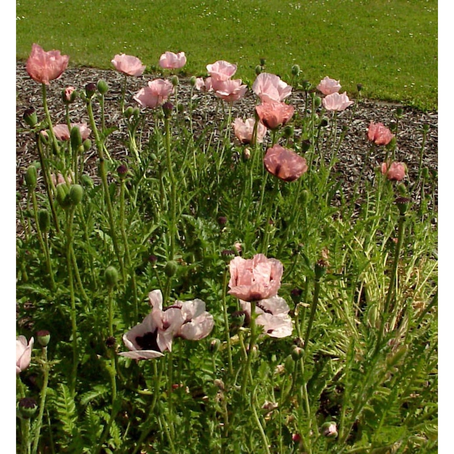 Türkischer Mohn Princess Victoria Louise - Papaver orientale günstig online kaufen