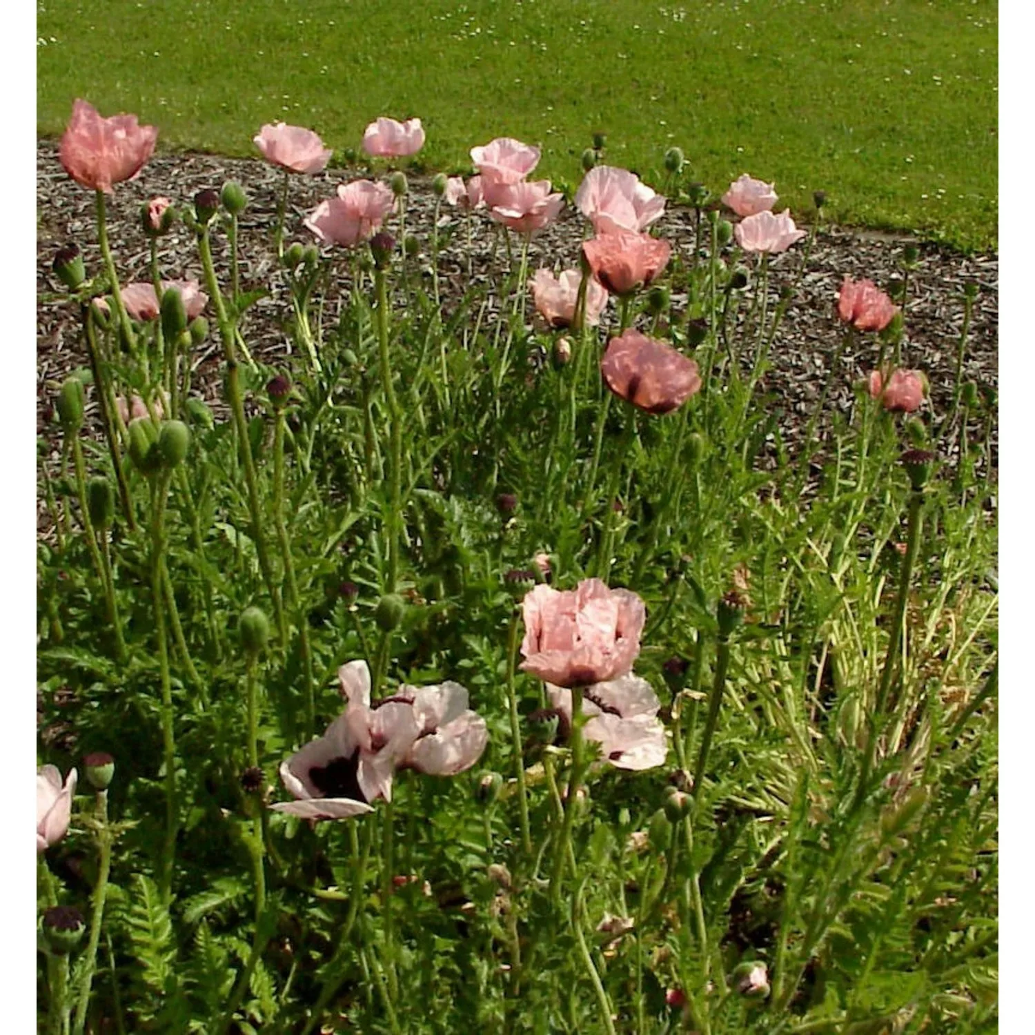 Türkischer Mohn Princess Victoria Louise - Papaver orientale günstig online kaufen