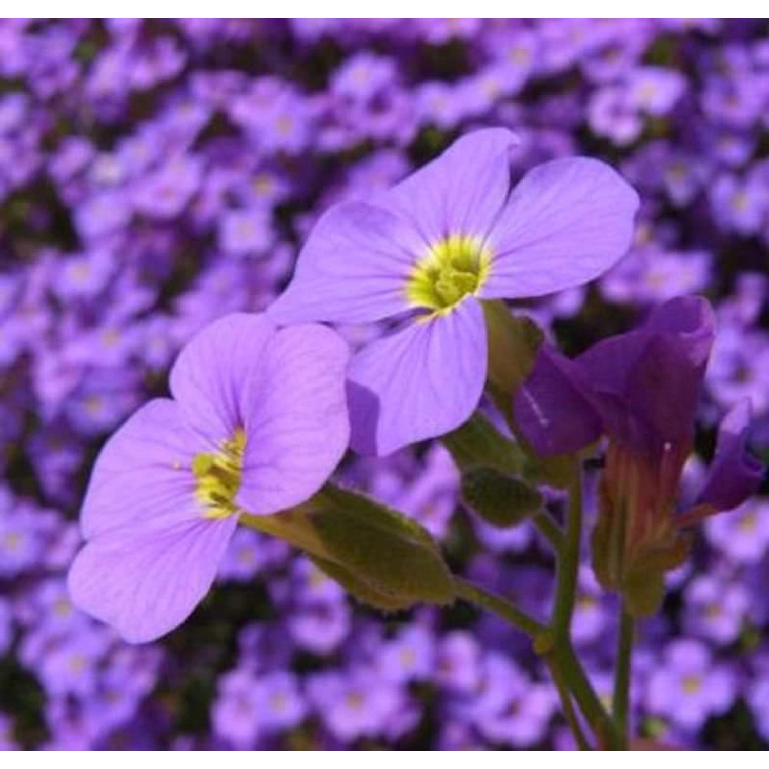 Blaukissen Tauricola - Aubrieta günstig online kaufen