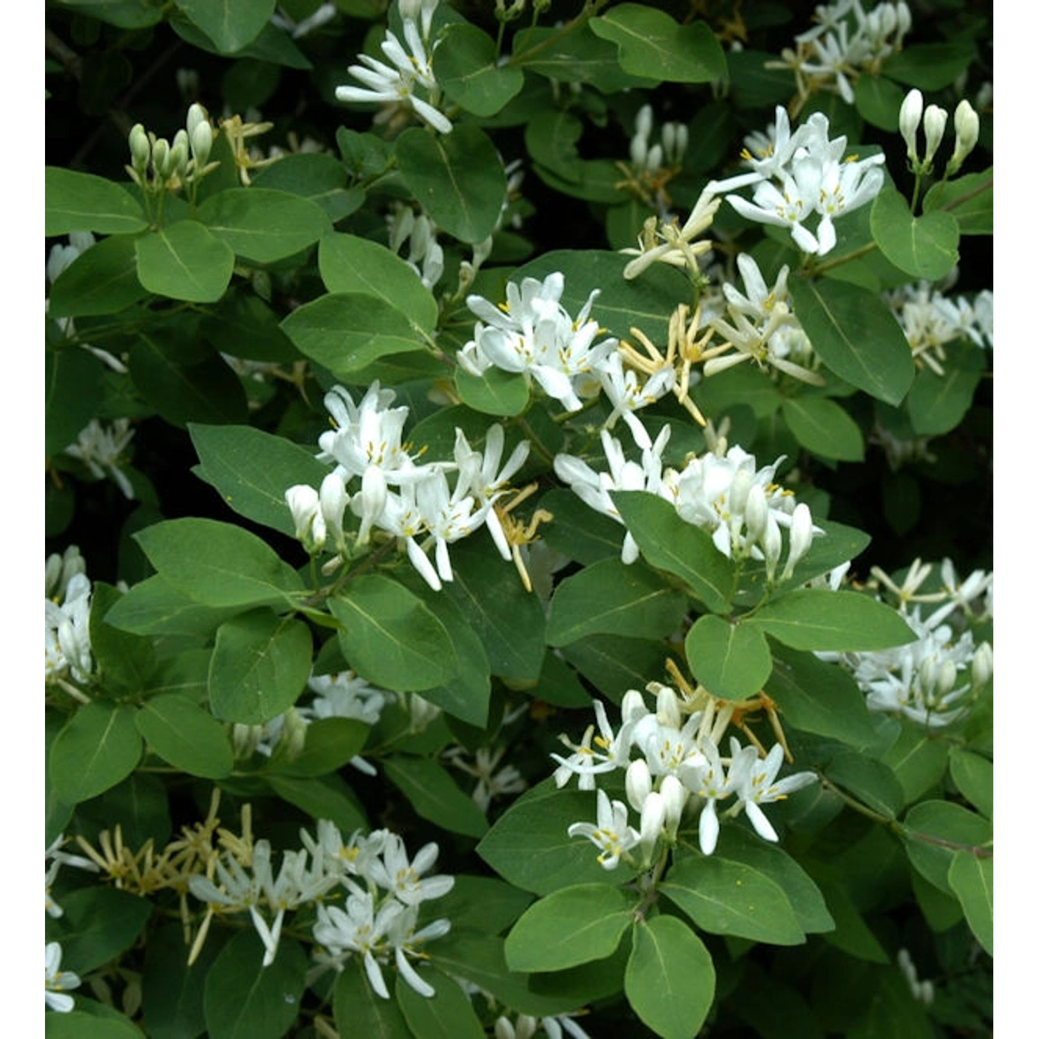 Gemeine Heckenkirsche 125-150cm - Lonicera xylosteum günstig online kaufen