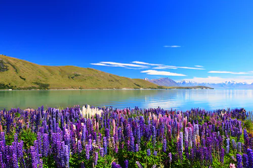 Papermoon Fototapete »Lupines Lake Tekapo« günstig online kaufen