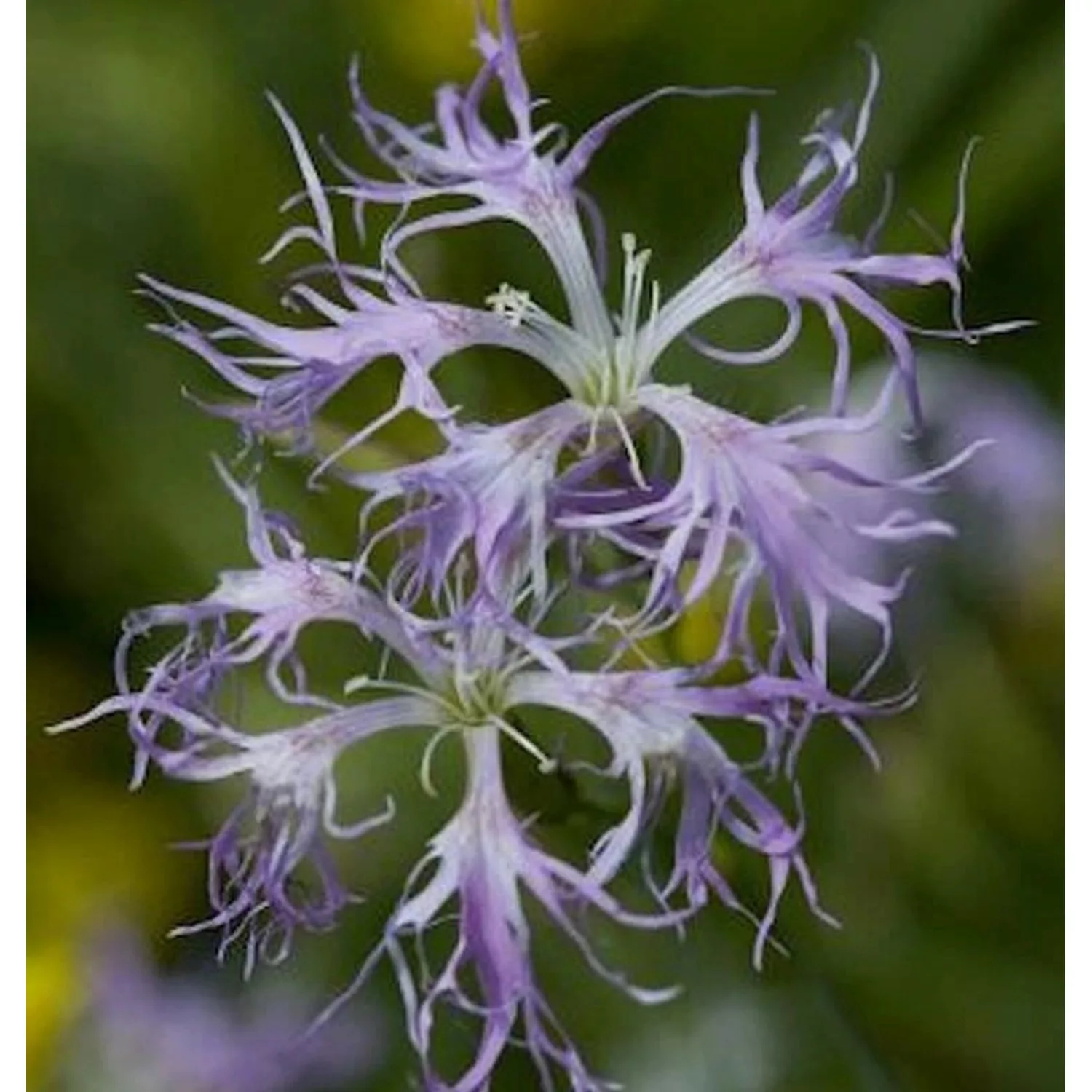 Prachtnelke - Dianthus superbus günstig online kaufen