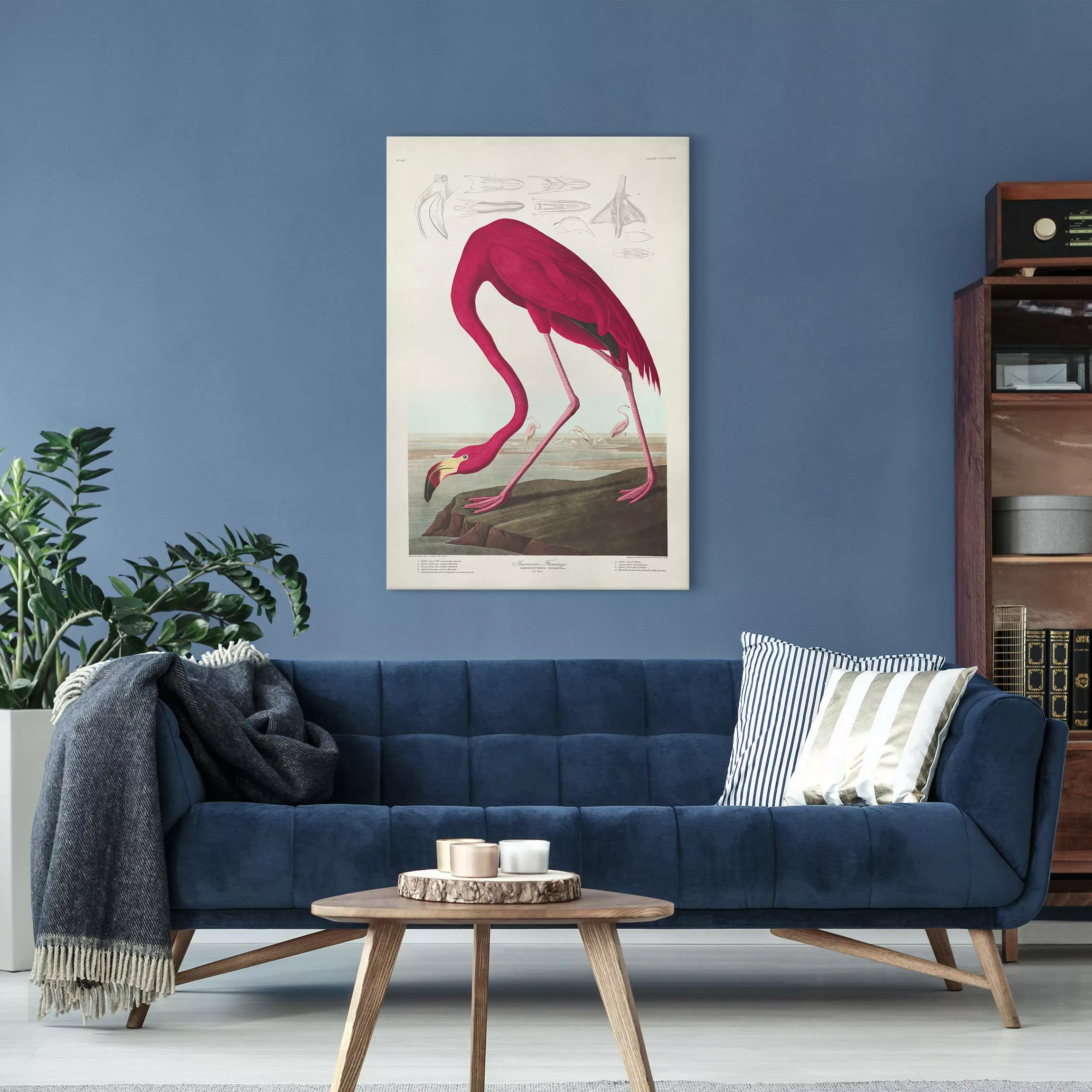 Leinwandbild Vintage Lehrtafel Amerikanischer Flamingo günstig online kaufen