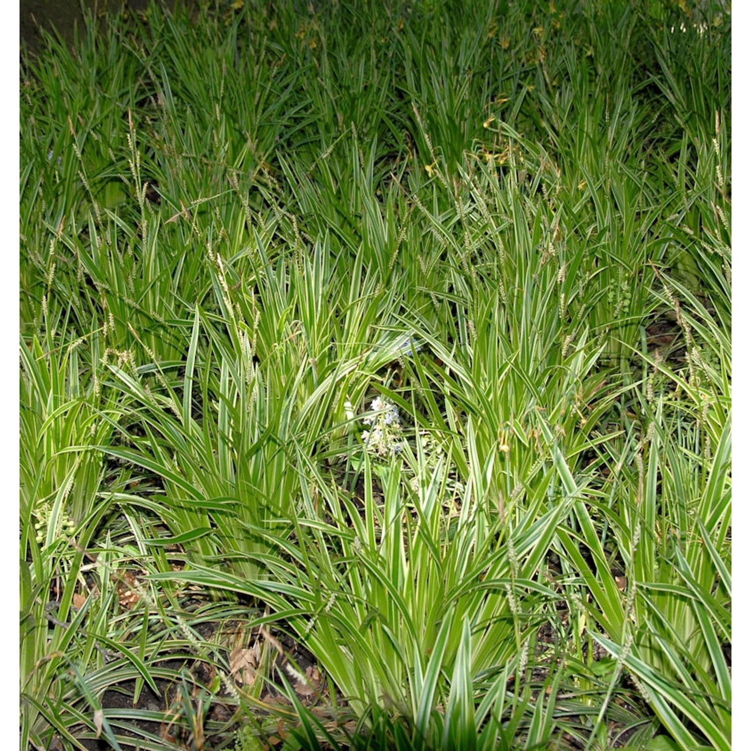 Teppich Japan Segge Goldband - Carex foliosissima günstig online kaufen