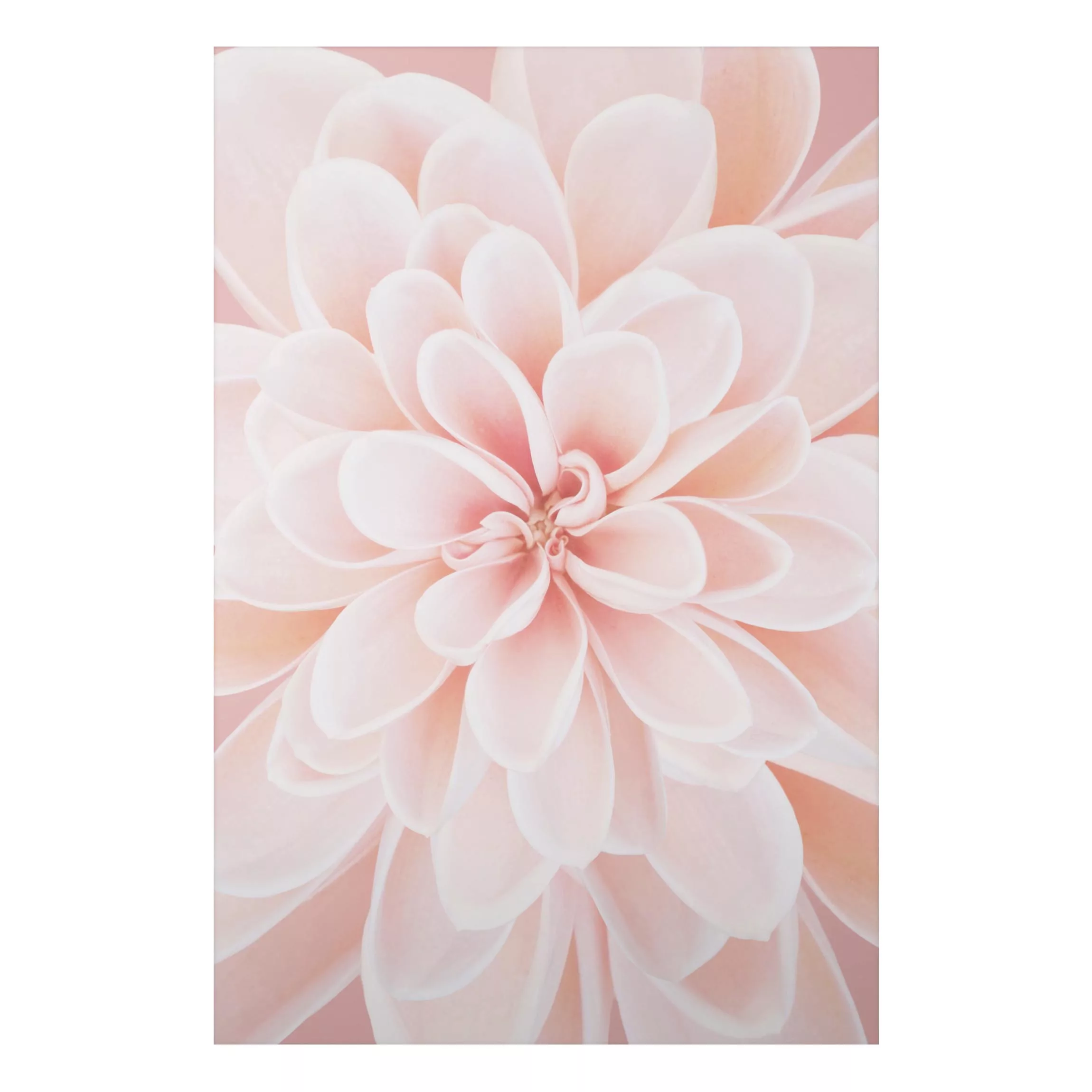Alu-Dibond Bild Dahlie in Pastellrosa günstig online kaufen