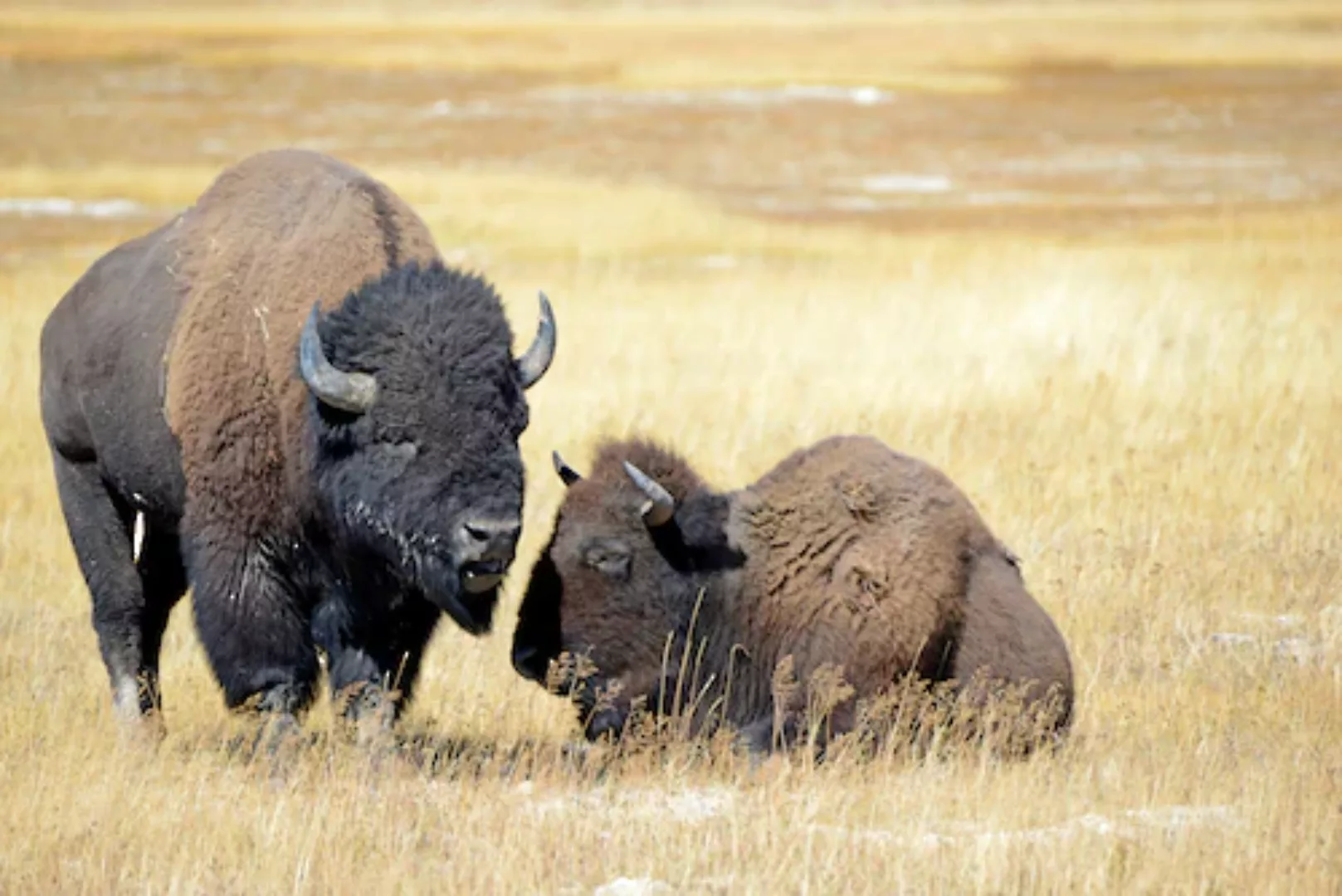 Papermoon Fototapete »BISONS WILD WEST« günstig online kaufen