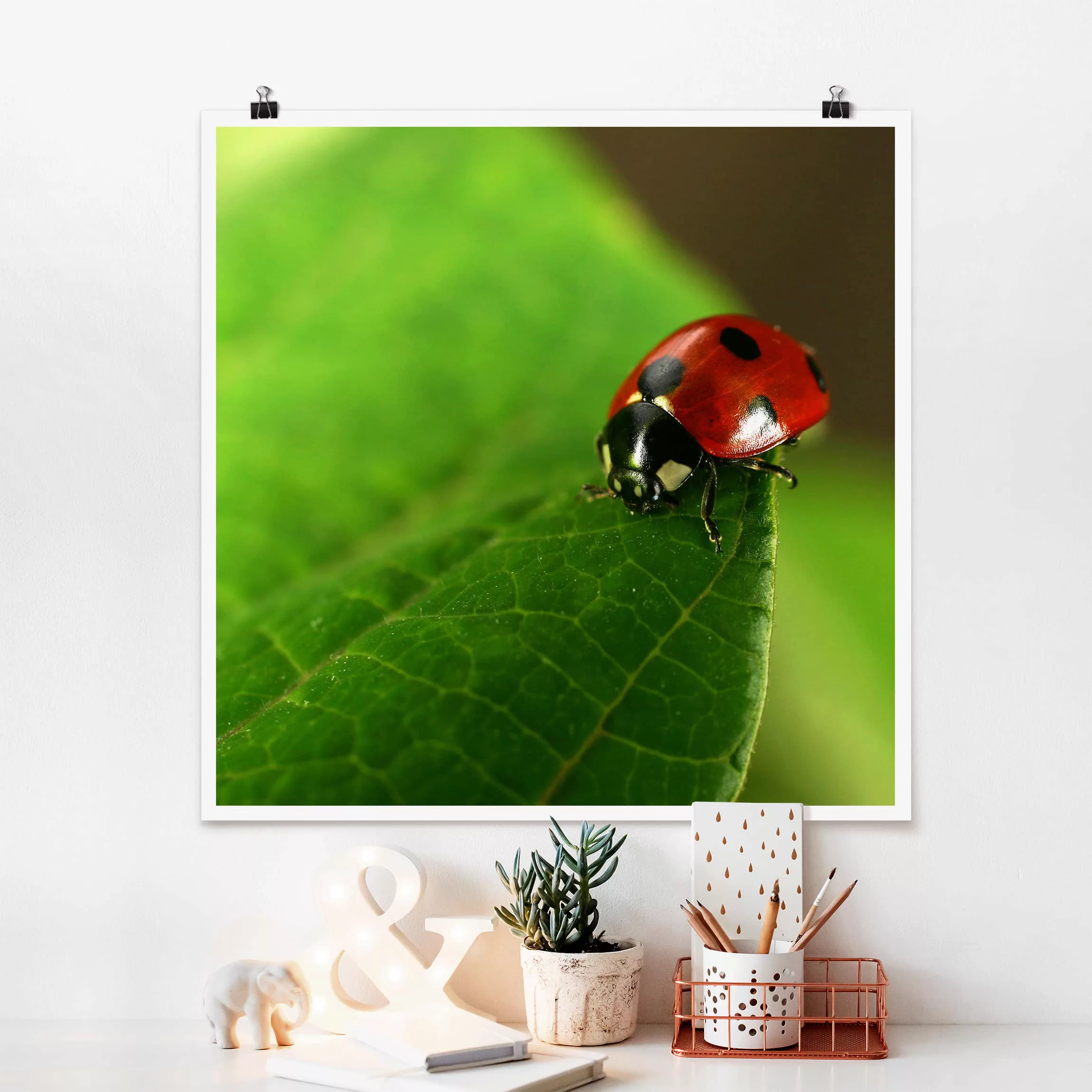 Poster Tiere - Quadrat Lady Bird günstig online kaufen