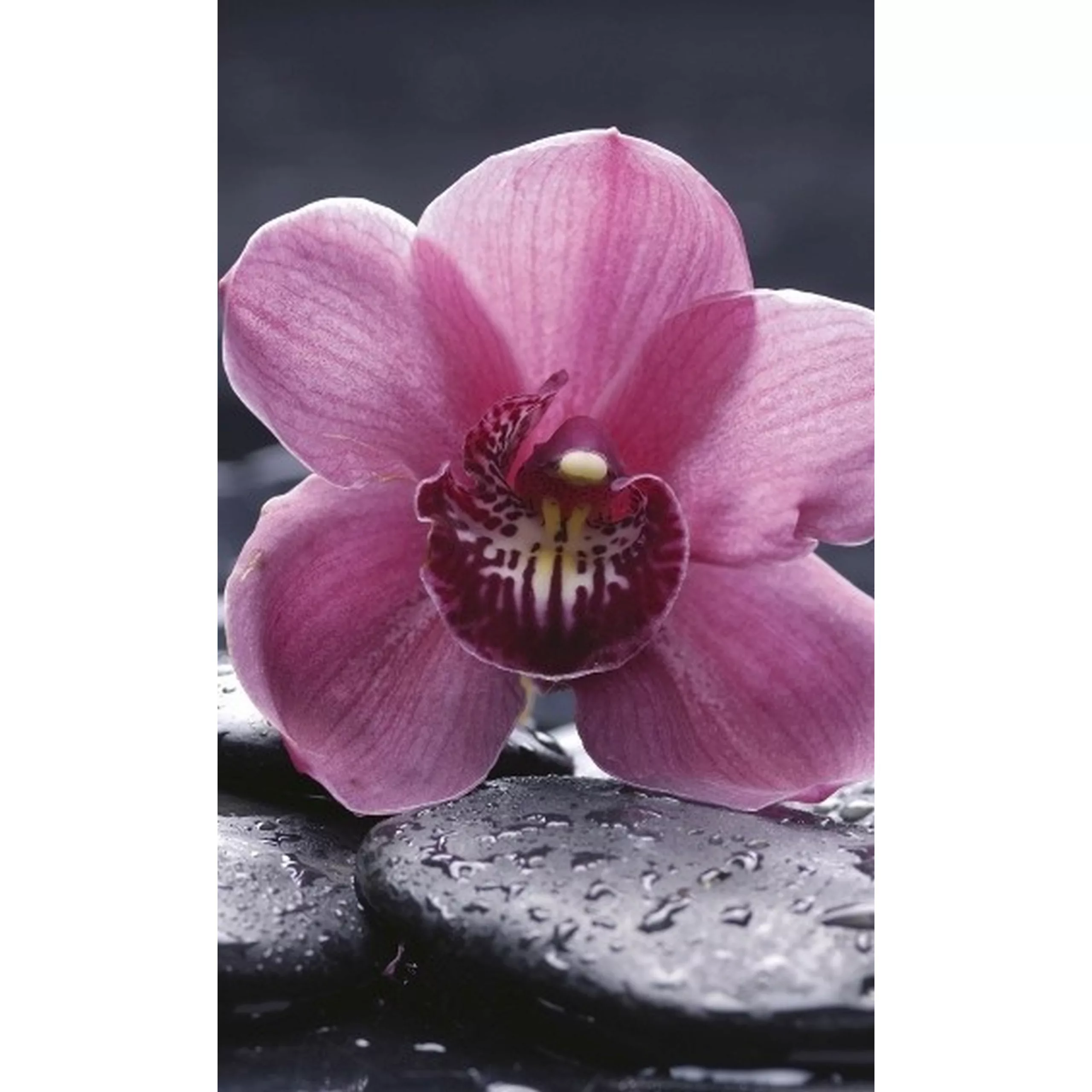Fototapete ORCHID | MS-2-0120 | Rosa | Digitaldruck auf Vliesträger günstig online kaufen
