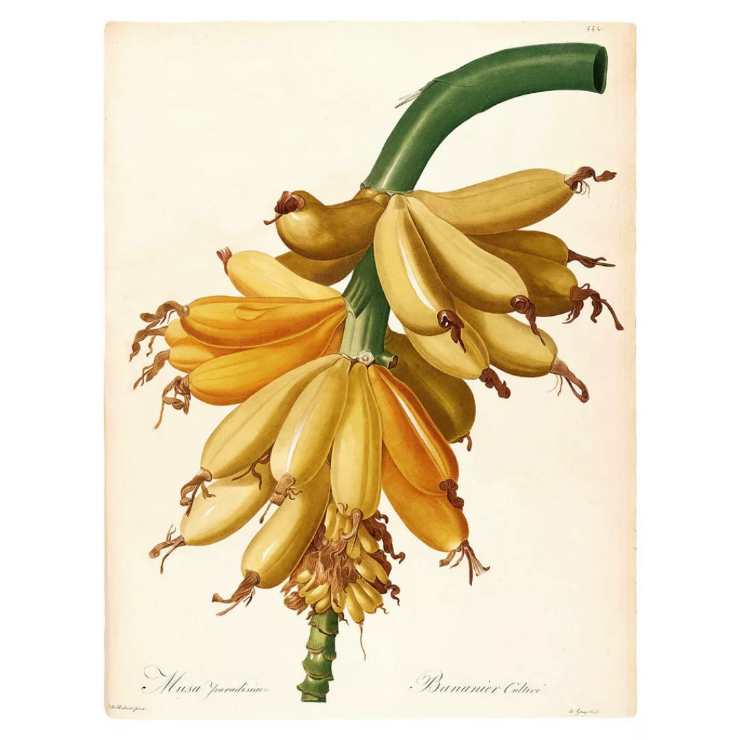 Komar Bild "Plantains", Natur, (1 St.), Wandbild zur Dekoration - ohne Rahm günstig online kaufen