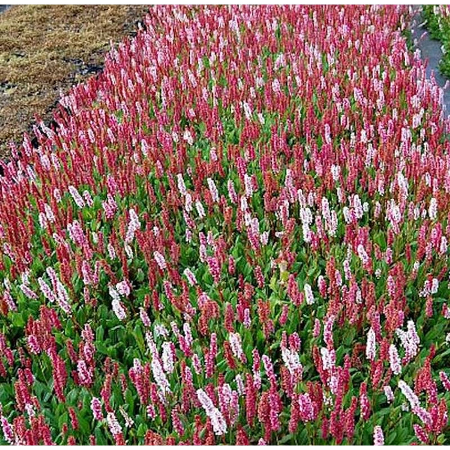 Schneckenknöterich Dimity - Persicaria affinis günstig online kaufen