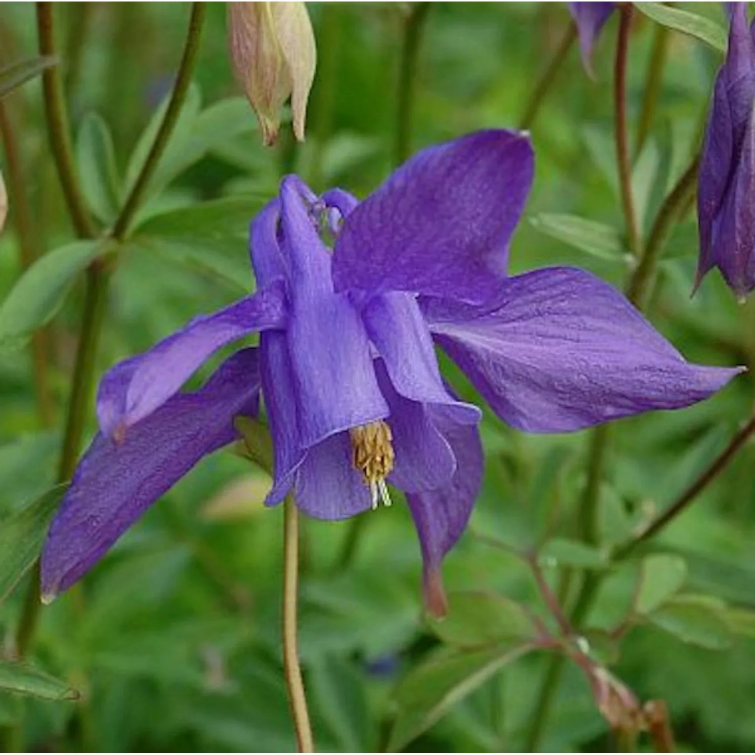 Alpen Akelei - Aquilegia alpina günstig online kaufen