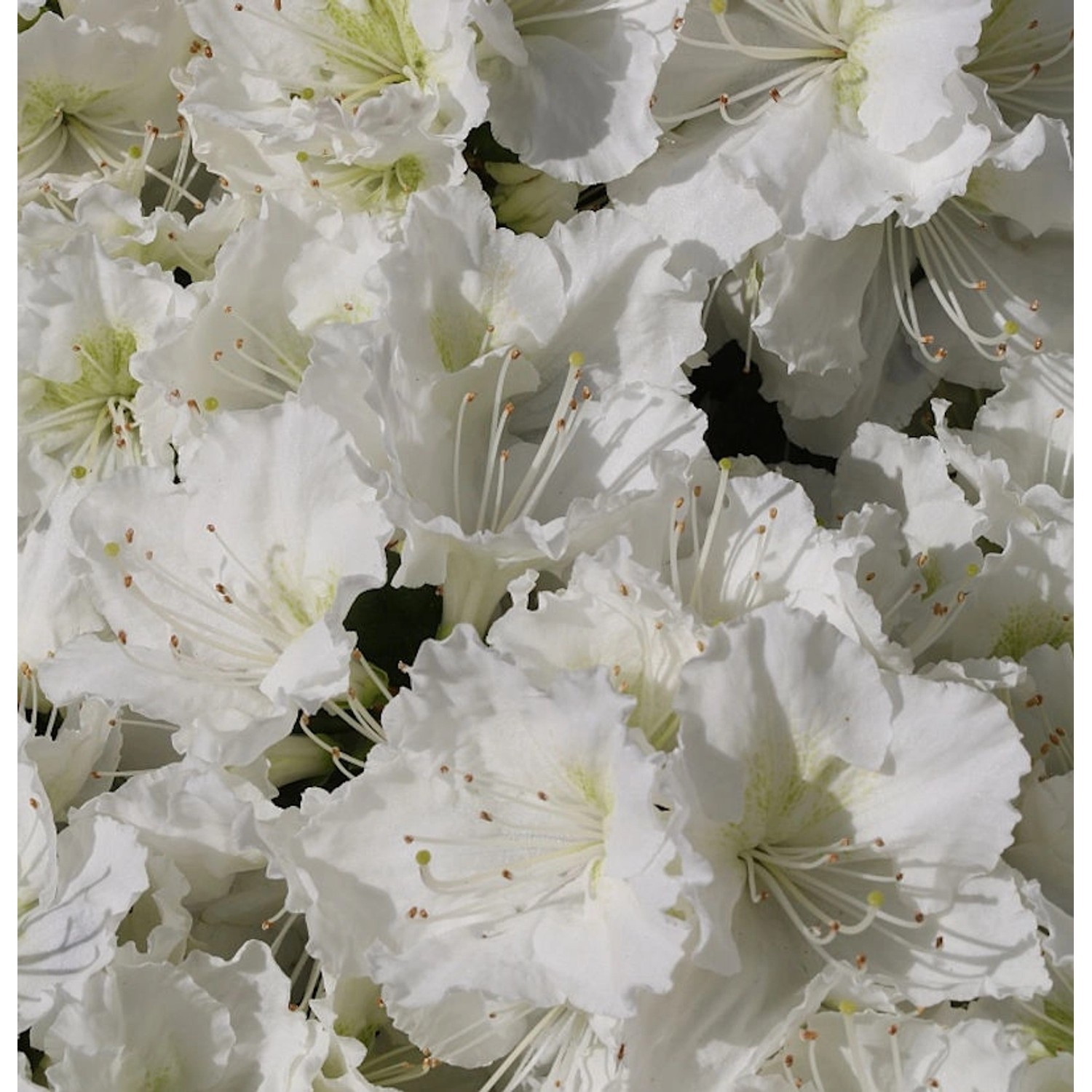 Japanische Azalee Maischnee 25-30cm - Rhododendron obtusum - Zwerg Alpenros günstig online kaufen