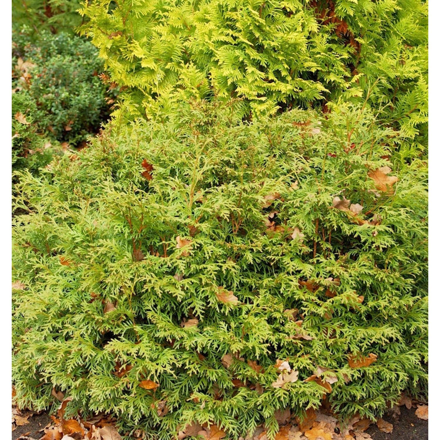 Lebensbaum Mecki 20-30cm - Thuja occidentalis günstig online kaufen