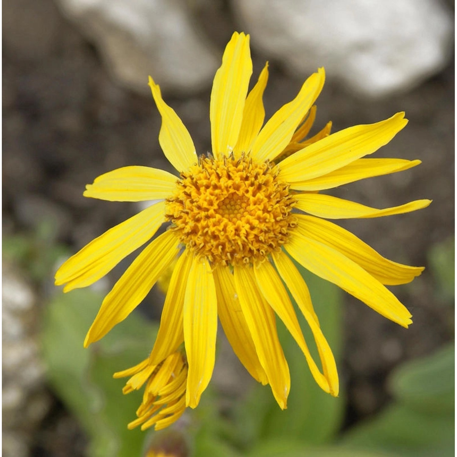 Berg Wohlverleih - Arnica montana günstig online kaufen