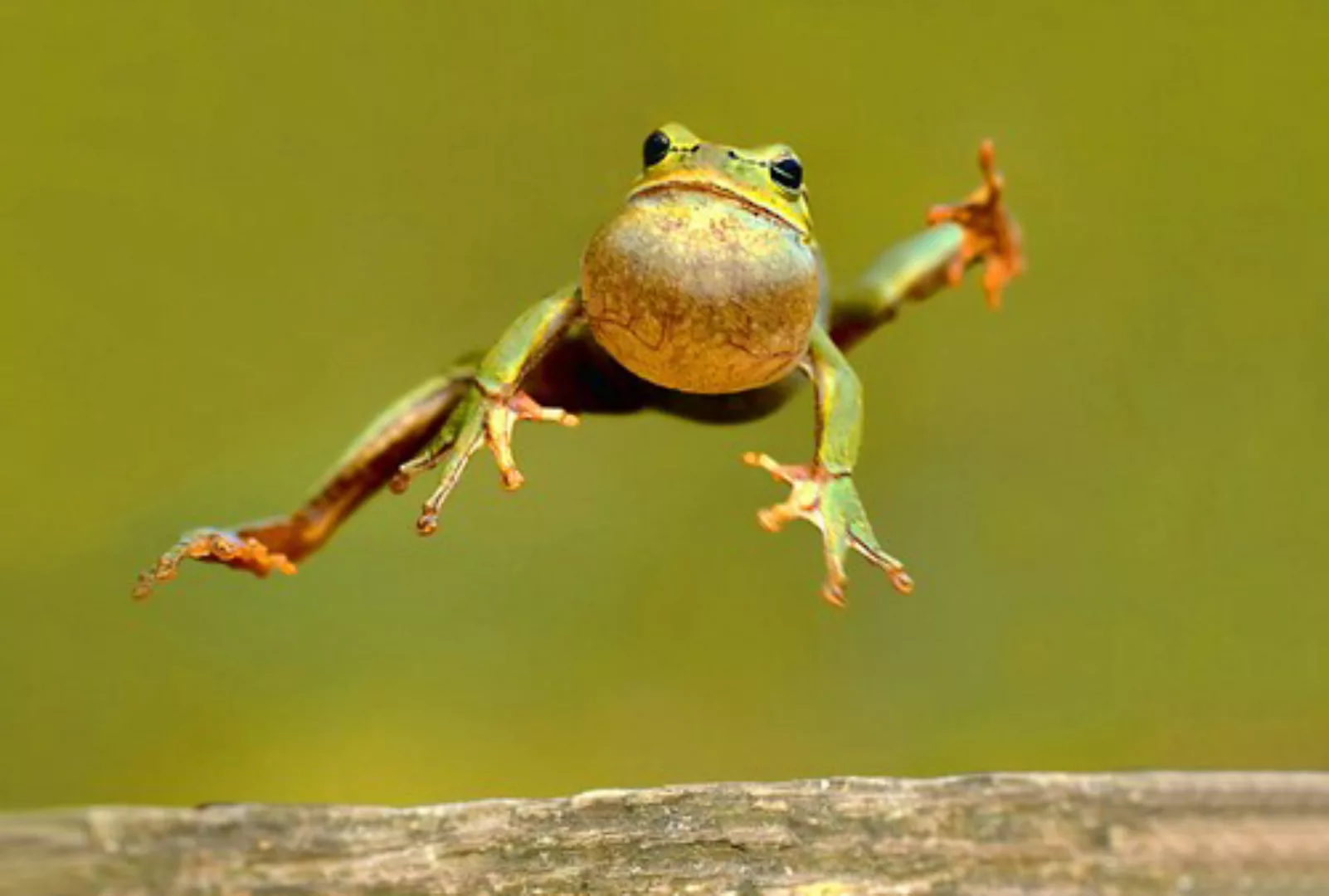 Papermoon Fototapete »Springender Frosch« günstig online kaufen