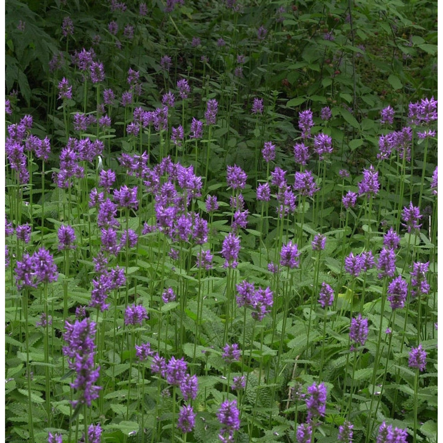 Echter Ziest - Heilziest - Betonica officinalis günstig online kaufen