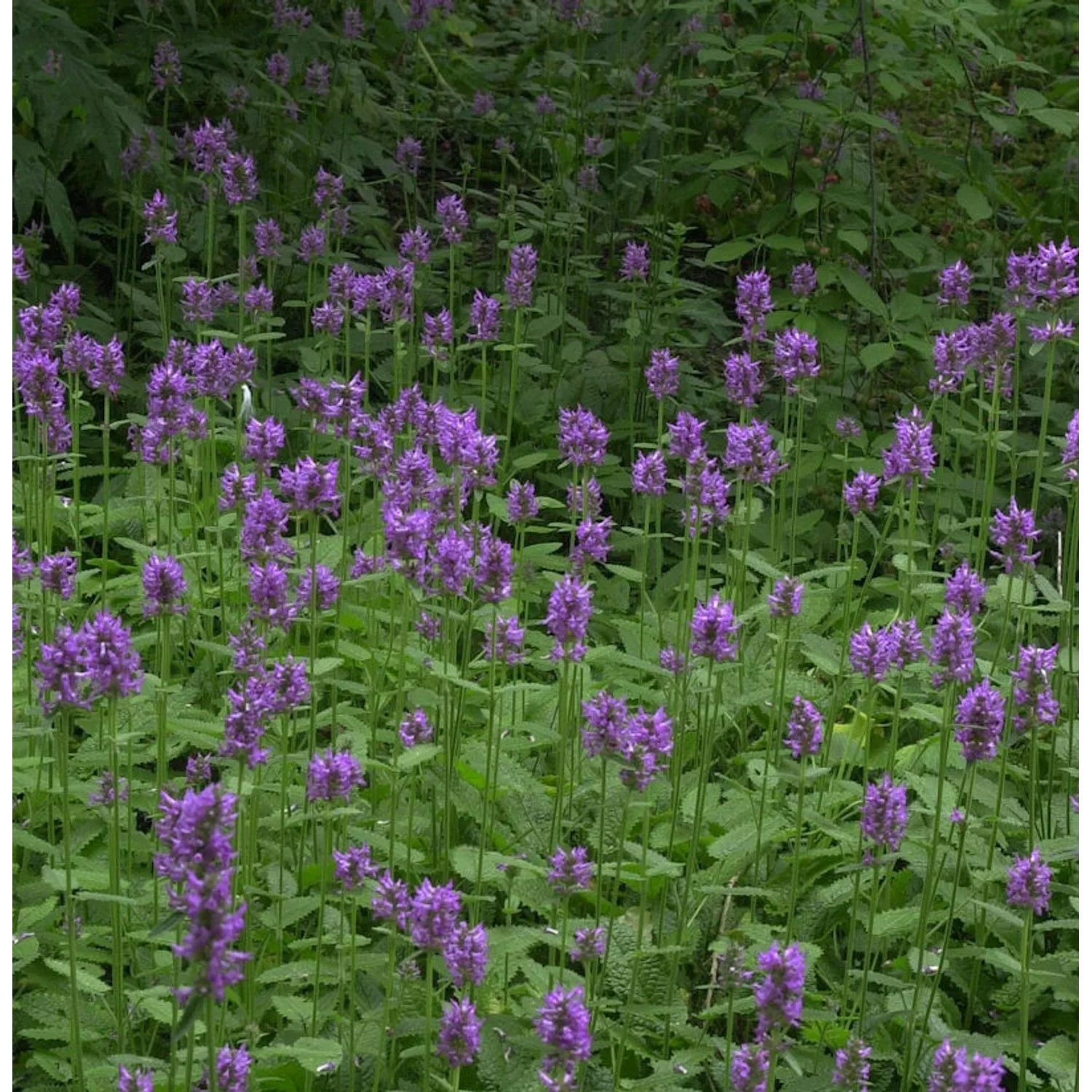 Echter Ziest - Heilziest - Betonica officinalis günstig online kaufen