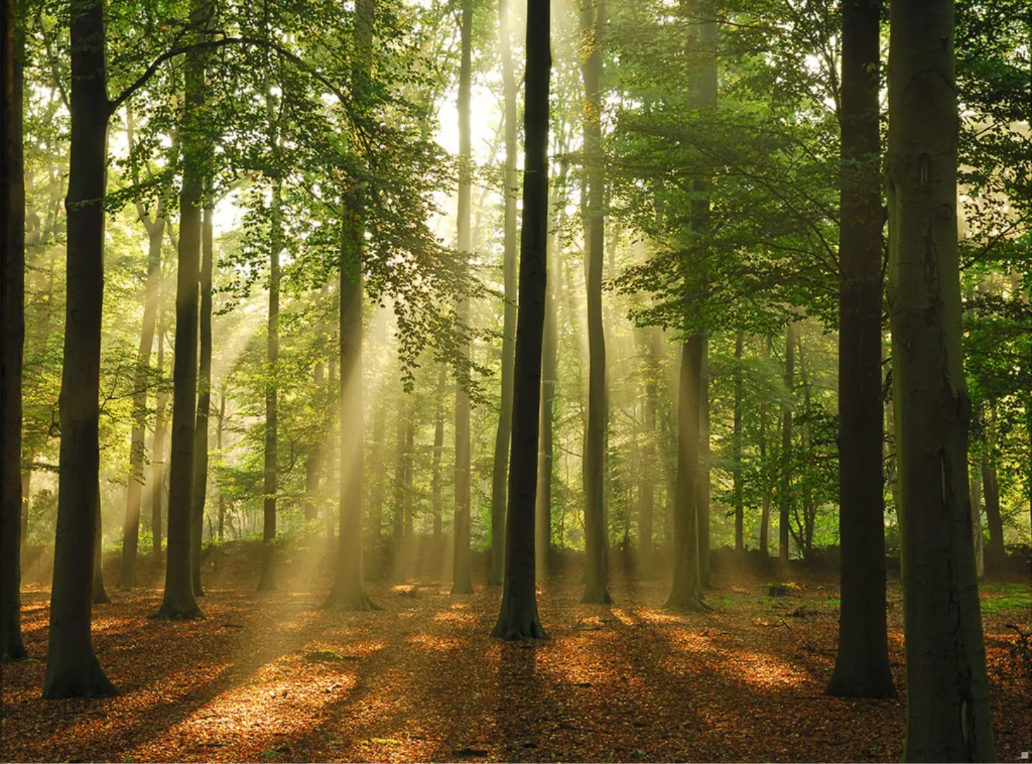Papermoon Fototapete »Forest in the Morning« günstig online kaufen