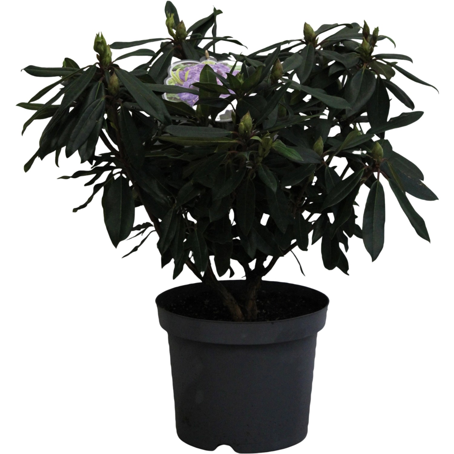 Rhododendron Blaue Jungs Violett-Blau Höhe ca. 40 - 50 cm Topf ca. 7,5 l günstig online kaufen