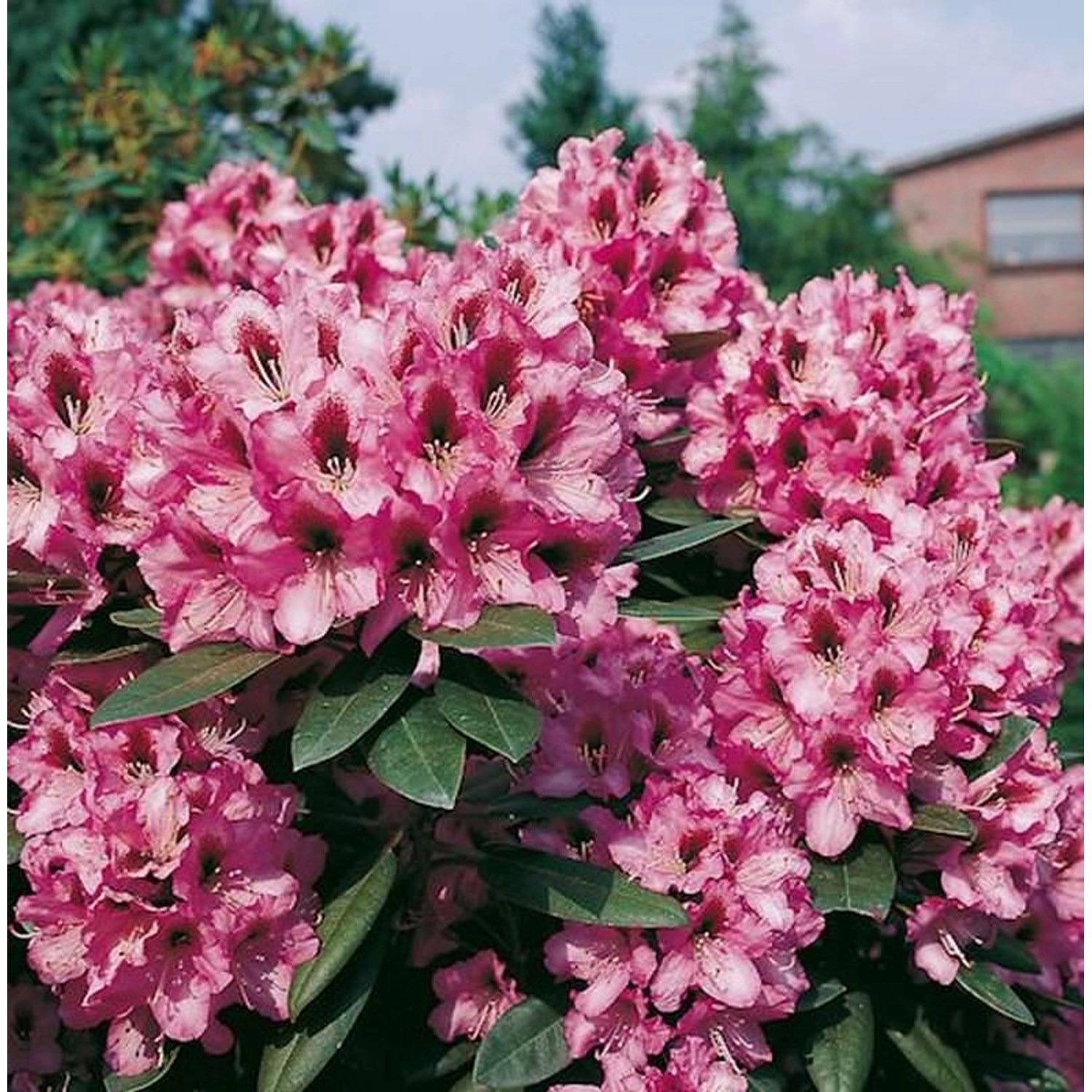 INKARHO - Großblumige Rhododendron Kokardia 30-40cm - Alpenrose günstig online kaufen