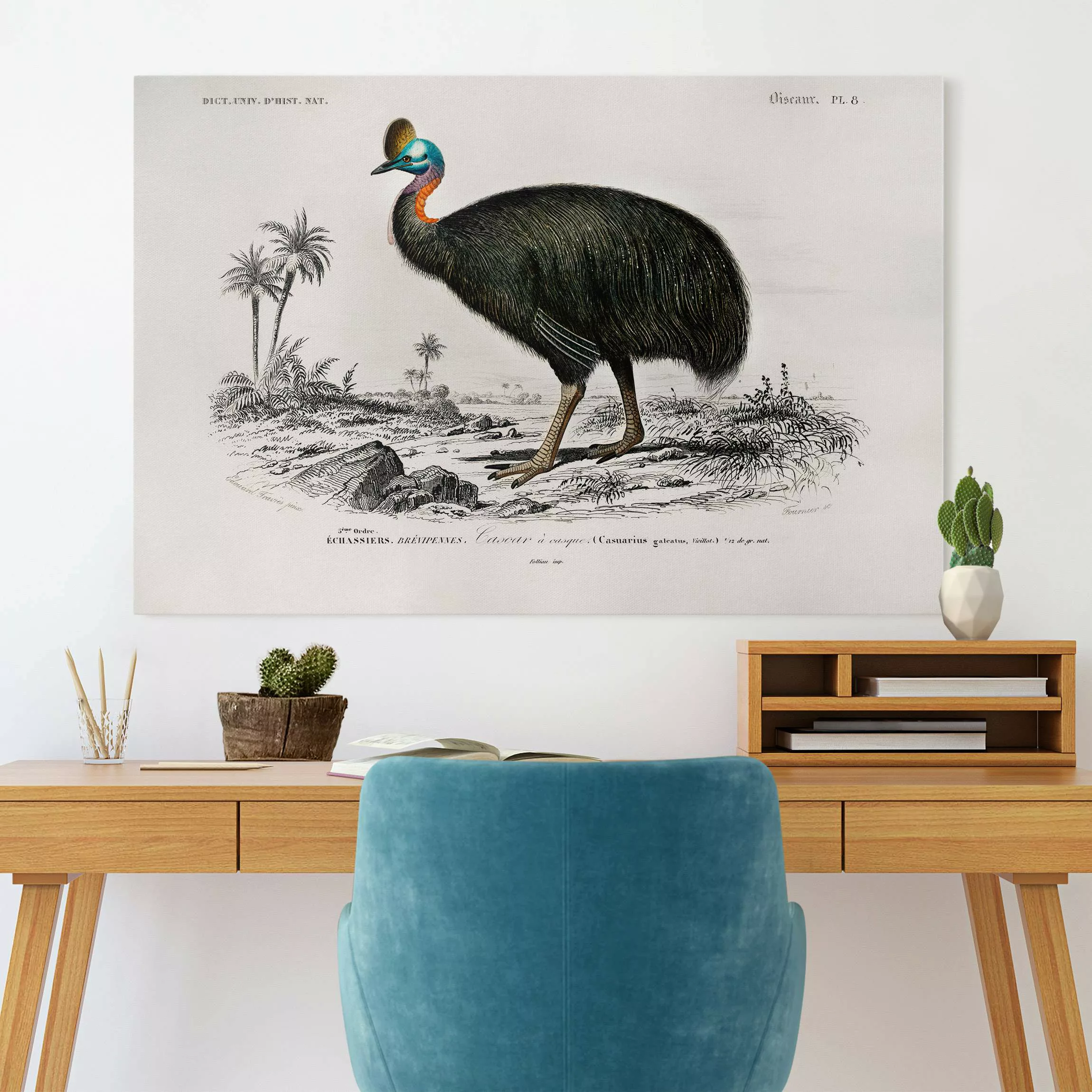 Leinwandbild Vintage Lehrtafel Emu günstig online kaufen