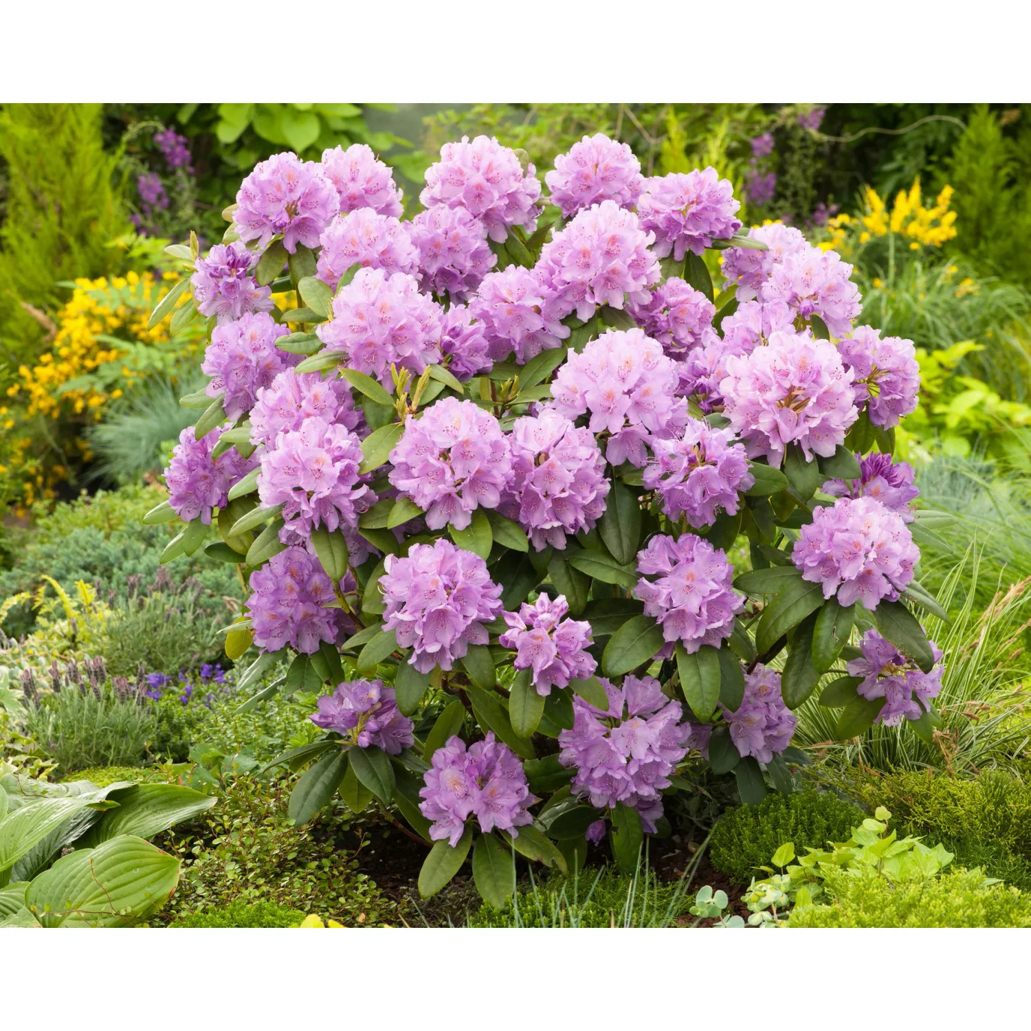 OBI Catawba-Rhododendron Grandiflorum Violett Höhe ca. 30-40 cm Topf ca. 7, günstig online kaufen